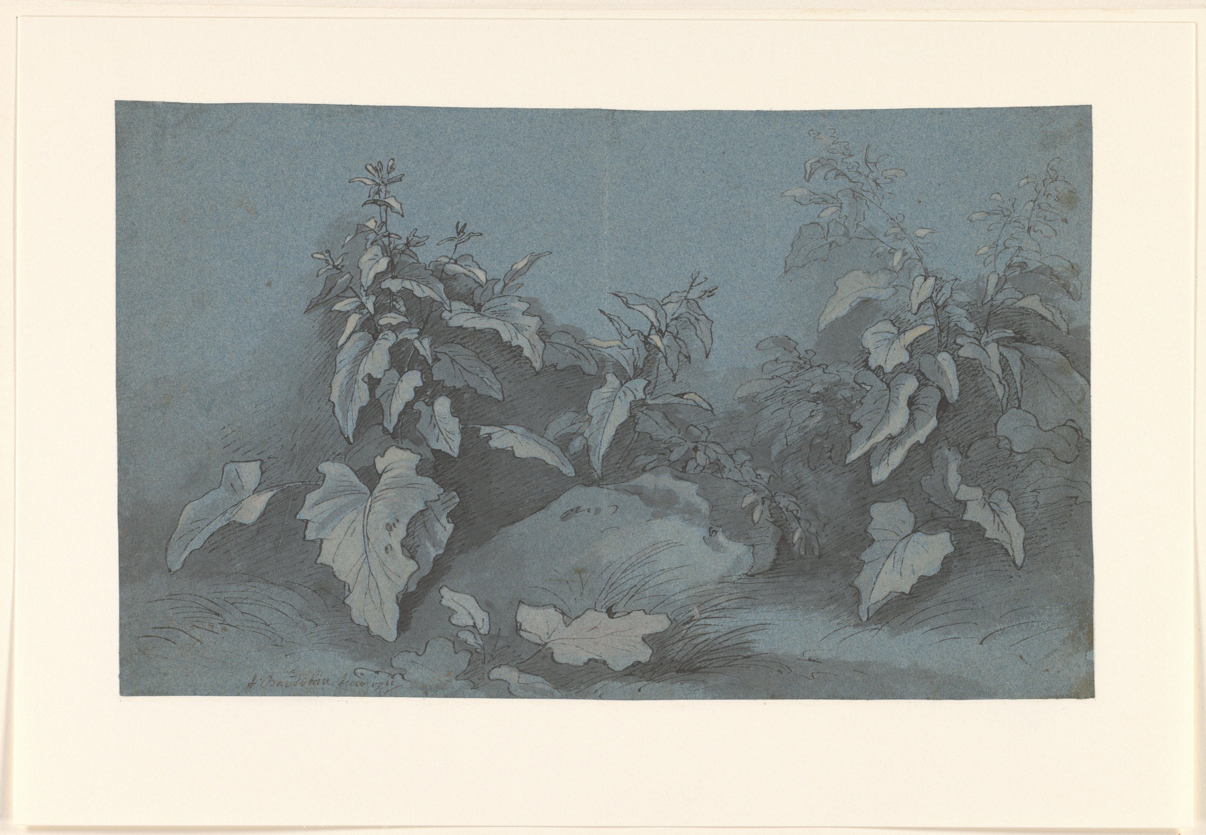 Plantenstudie