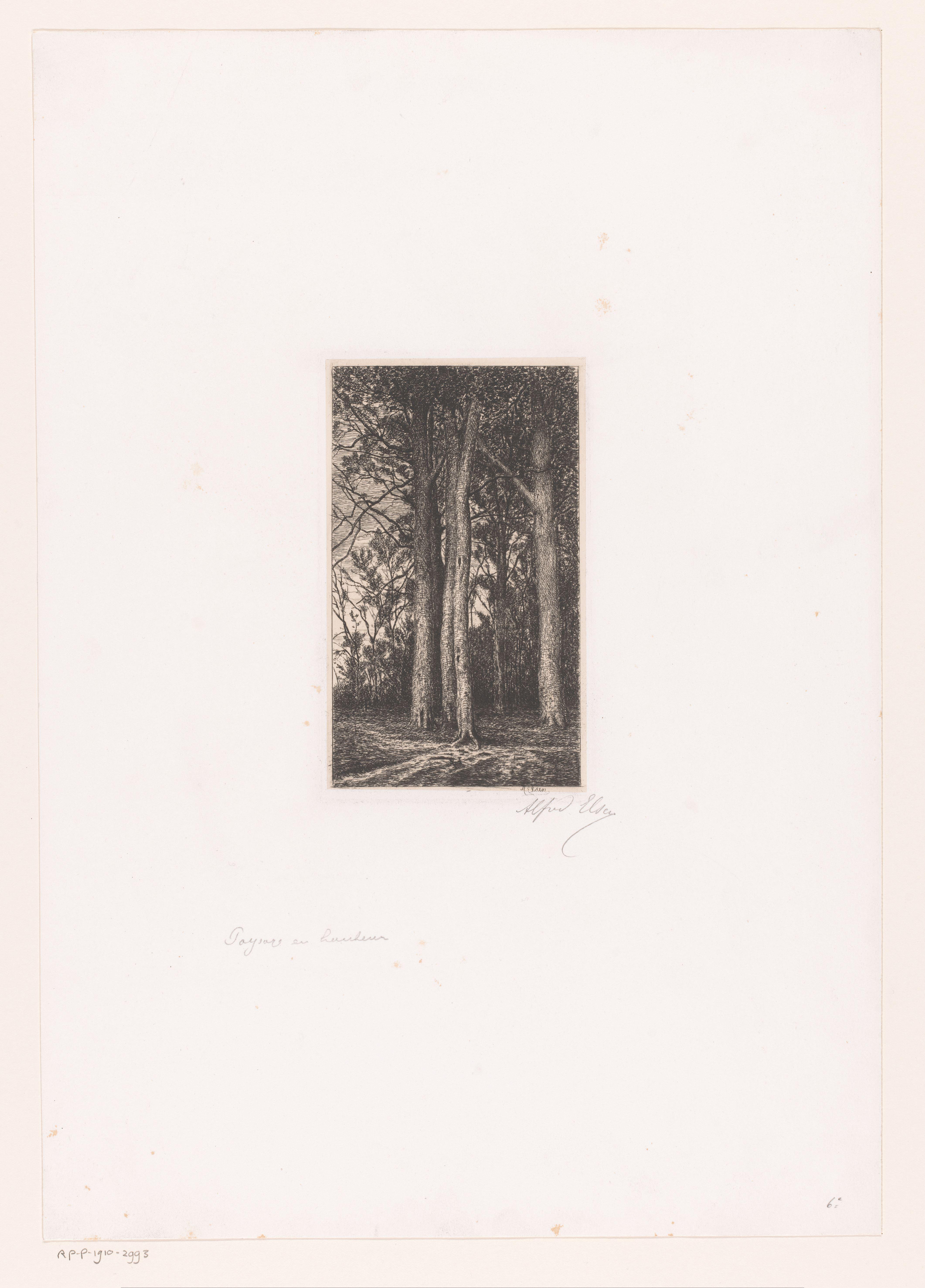 Bosgezicht met hoge bomen