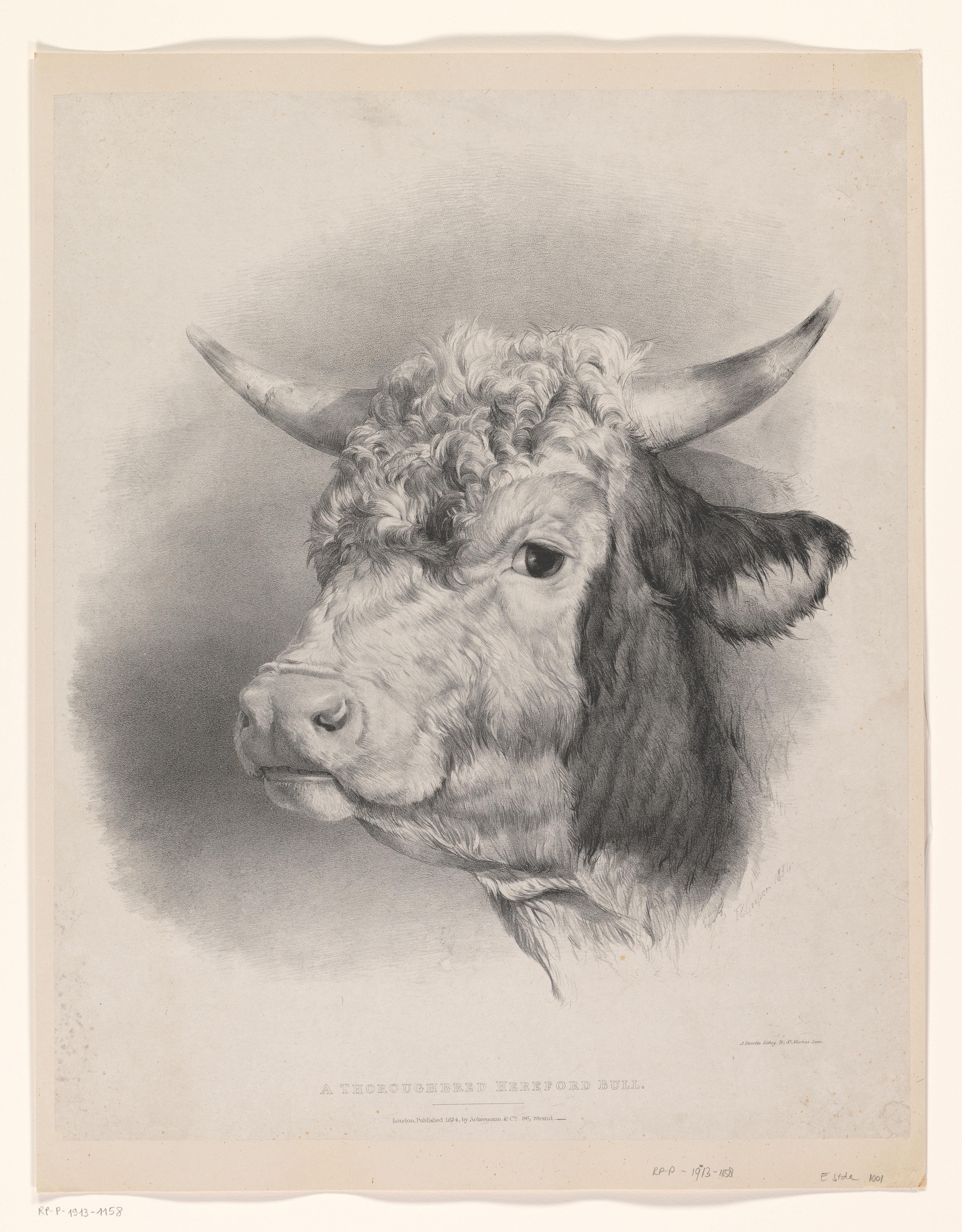 Kop van een hereford stier