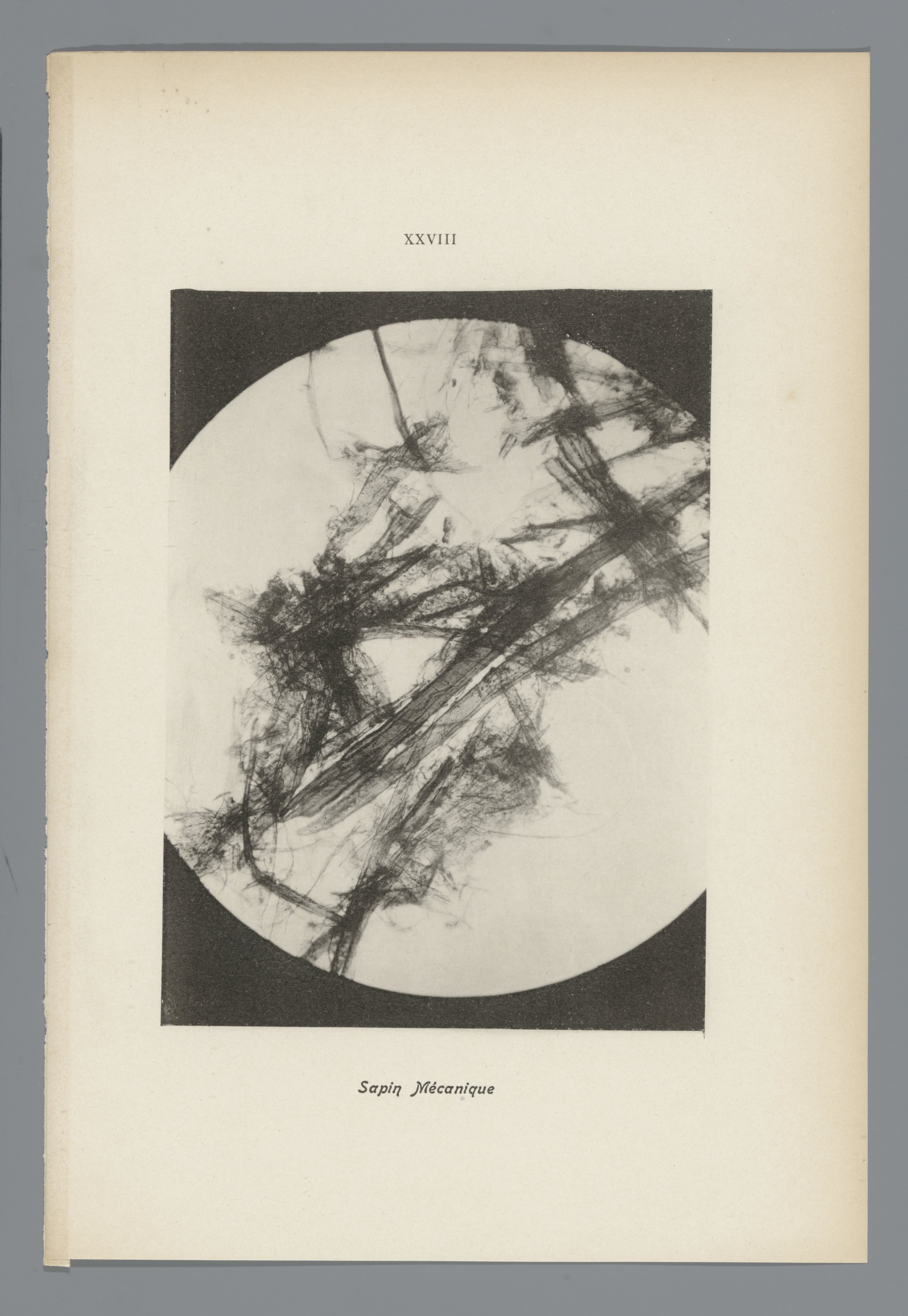 Microfoto’s van papiervezels