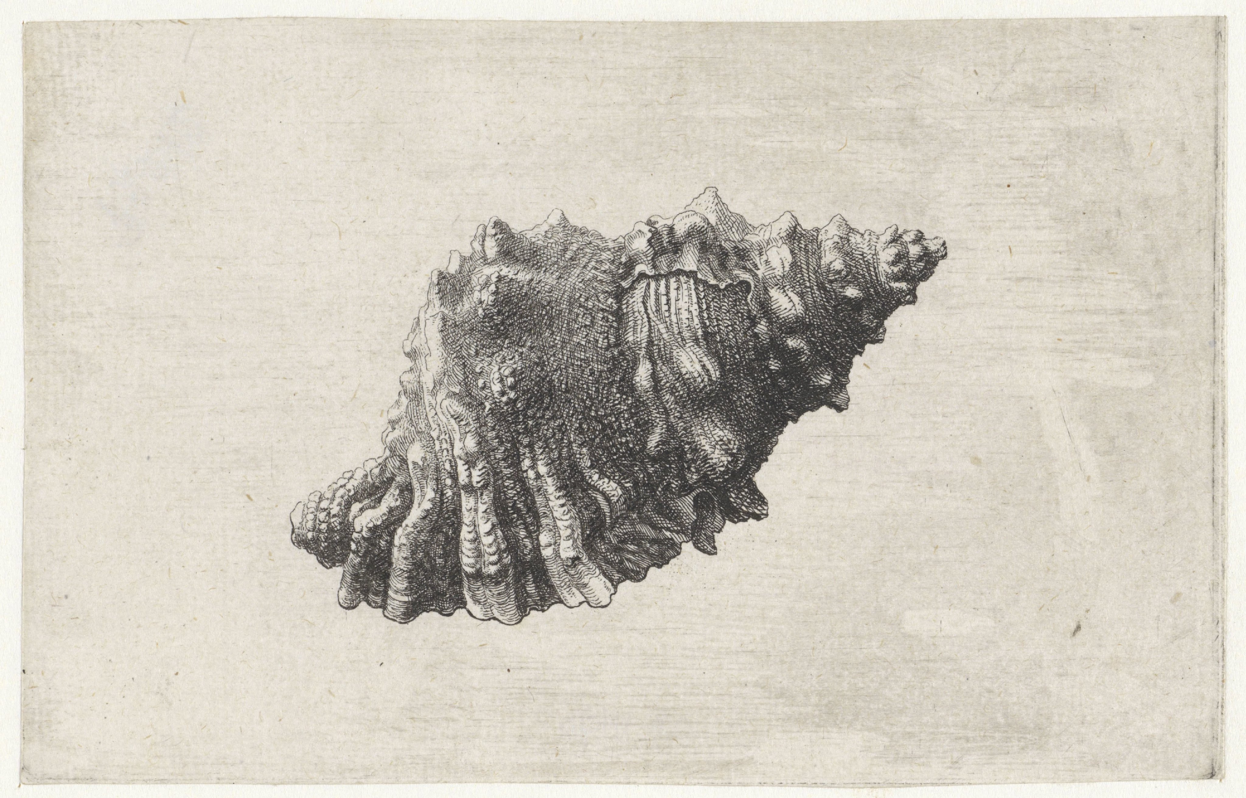 Schelp, bursa rubeta