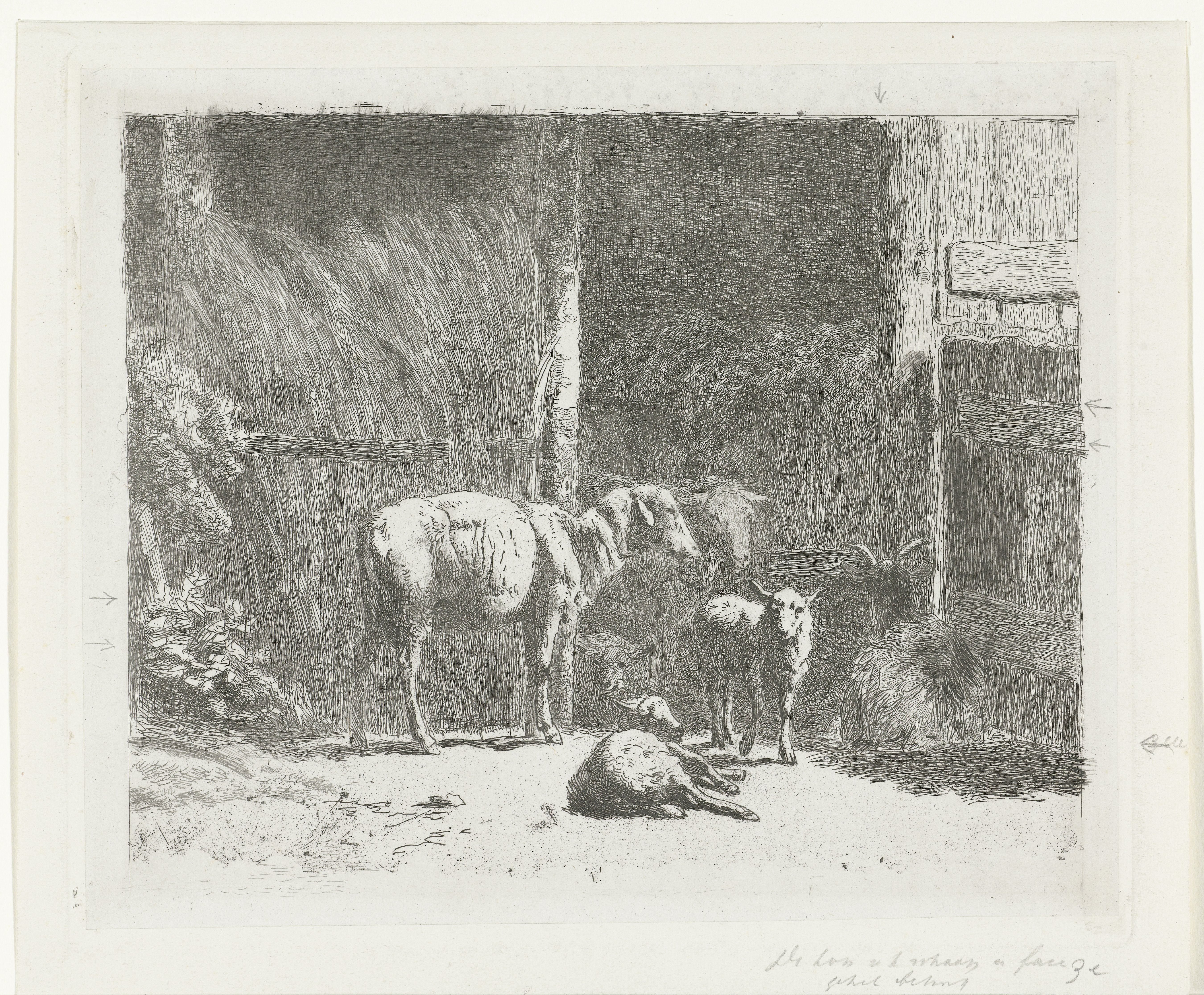 Schapen en lammeren en liggende bok bij stal