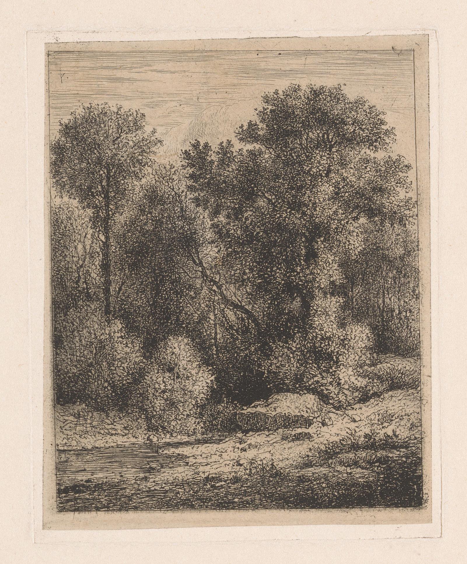 Een beek in het bos