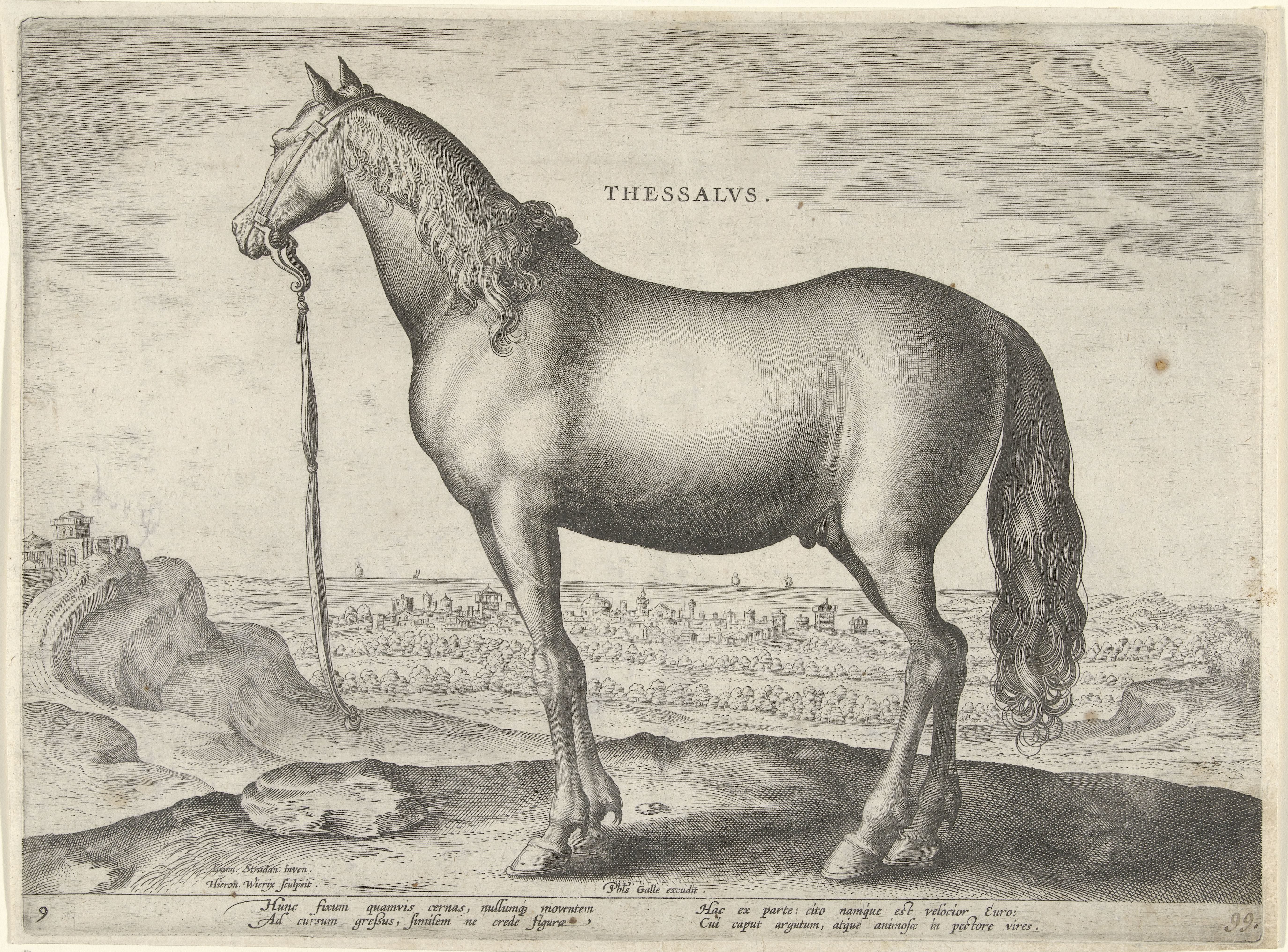 Paard uit Thessalië (Thessalus)