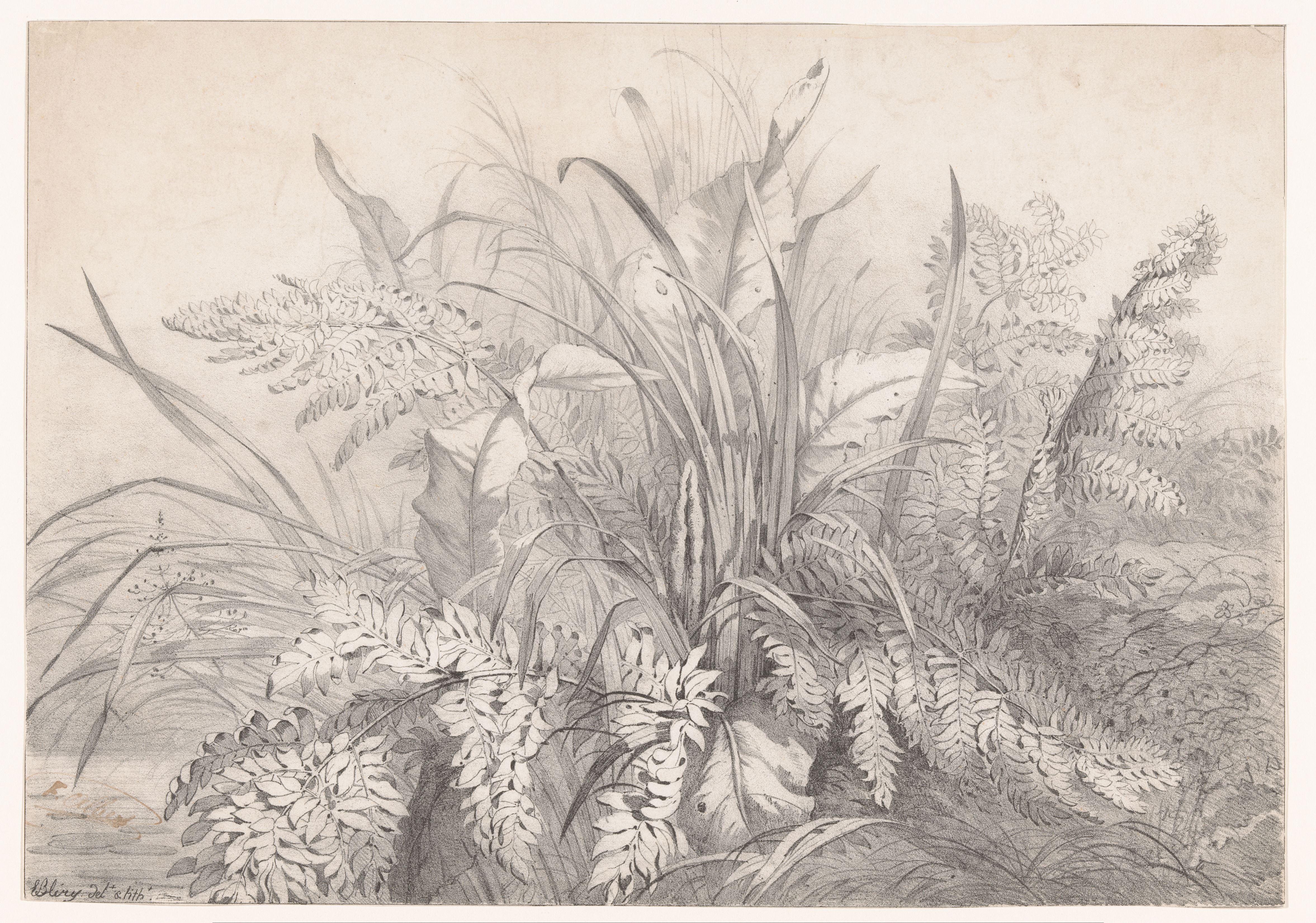 Groep van diverse planten