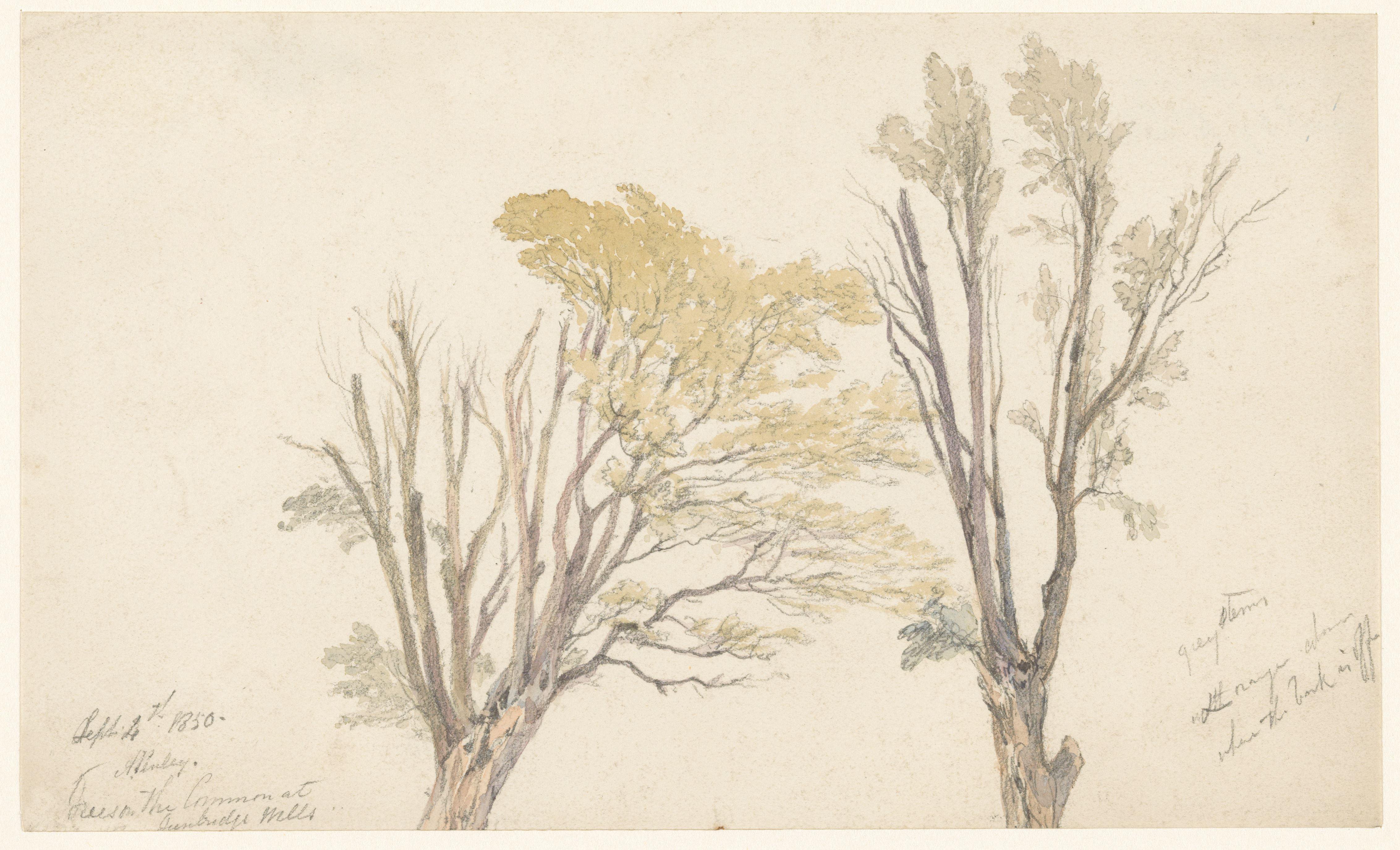 Twee boomstudies
