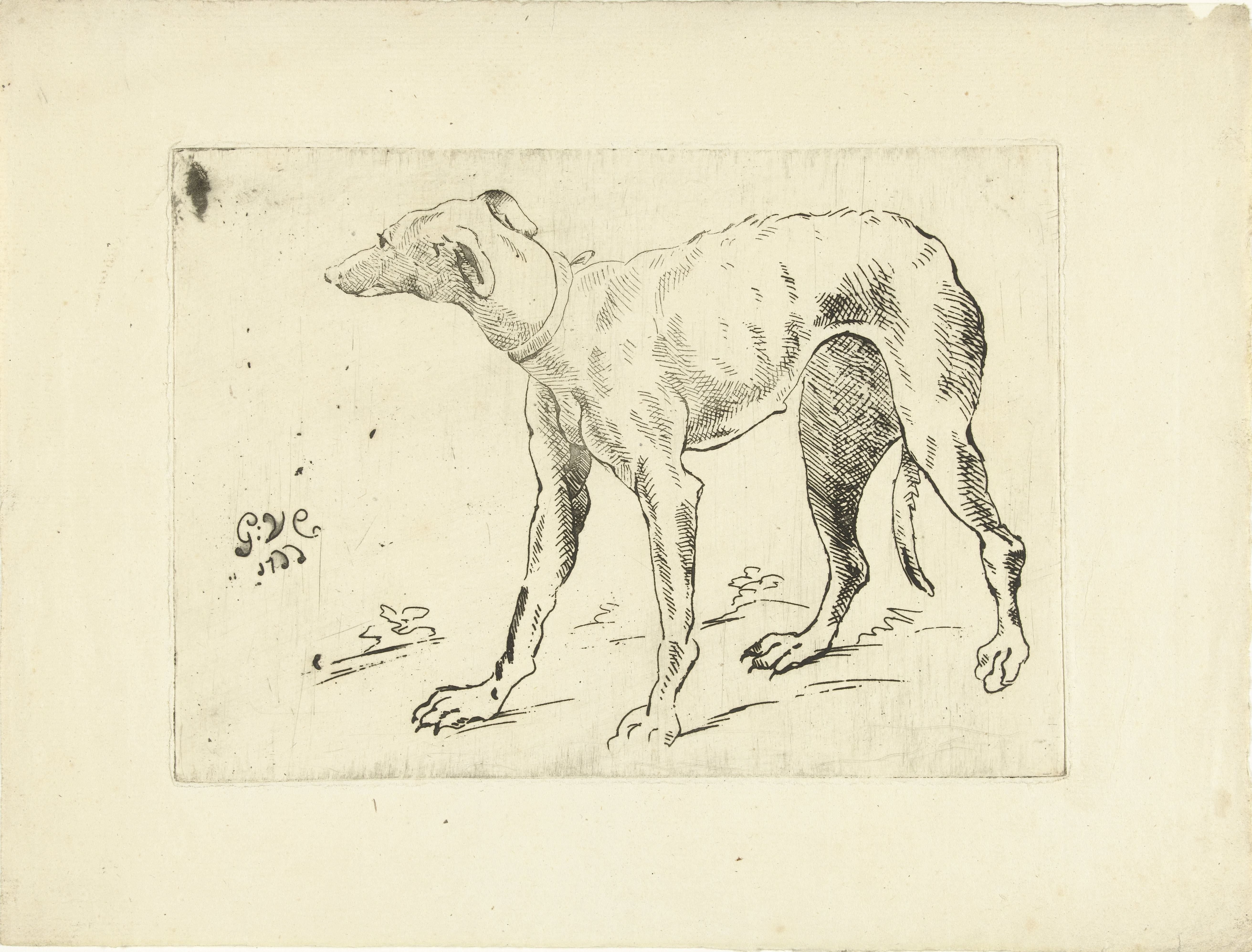 Windhond