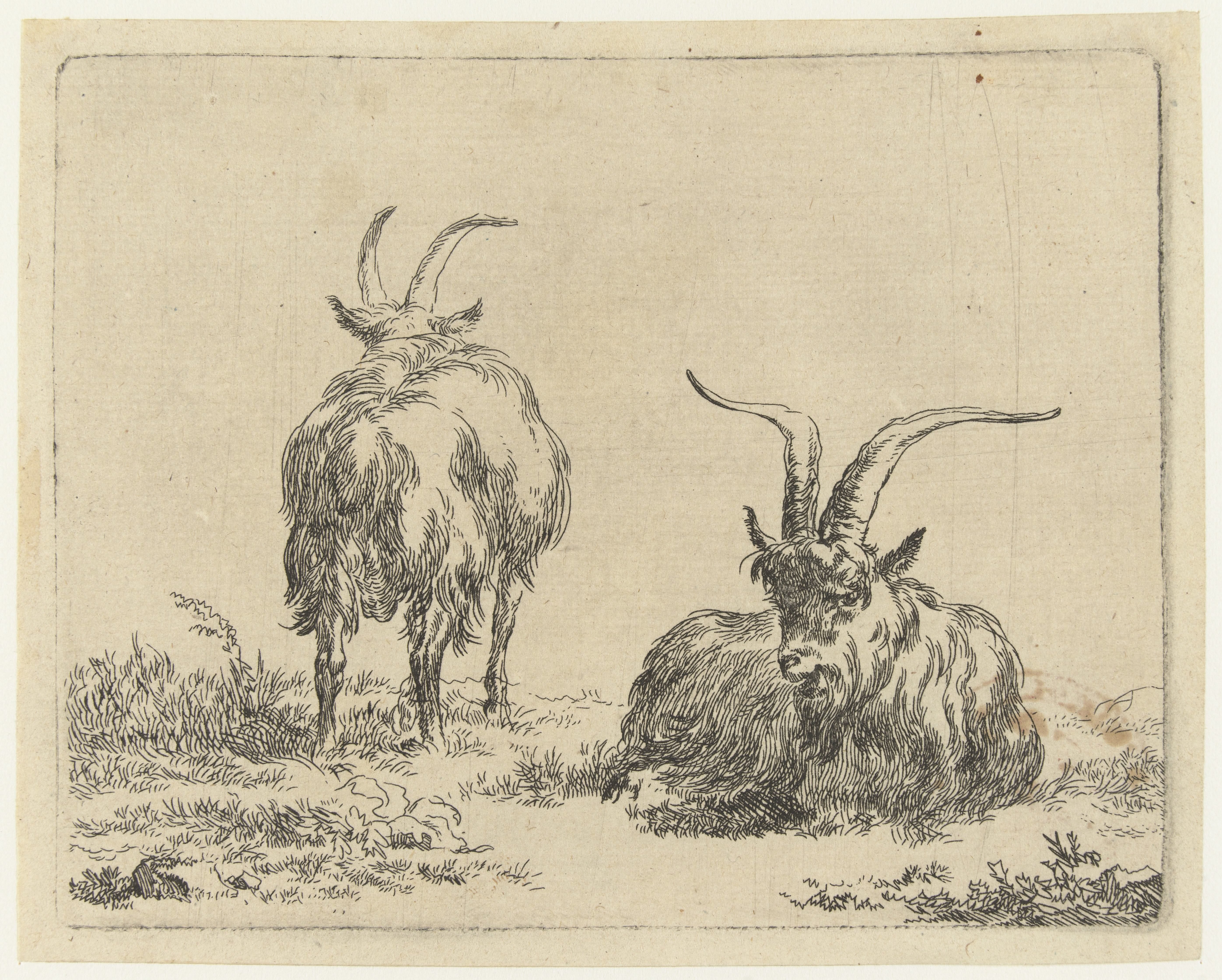 Staande en liggende geit of bok