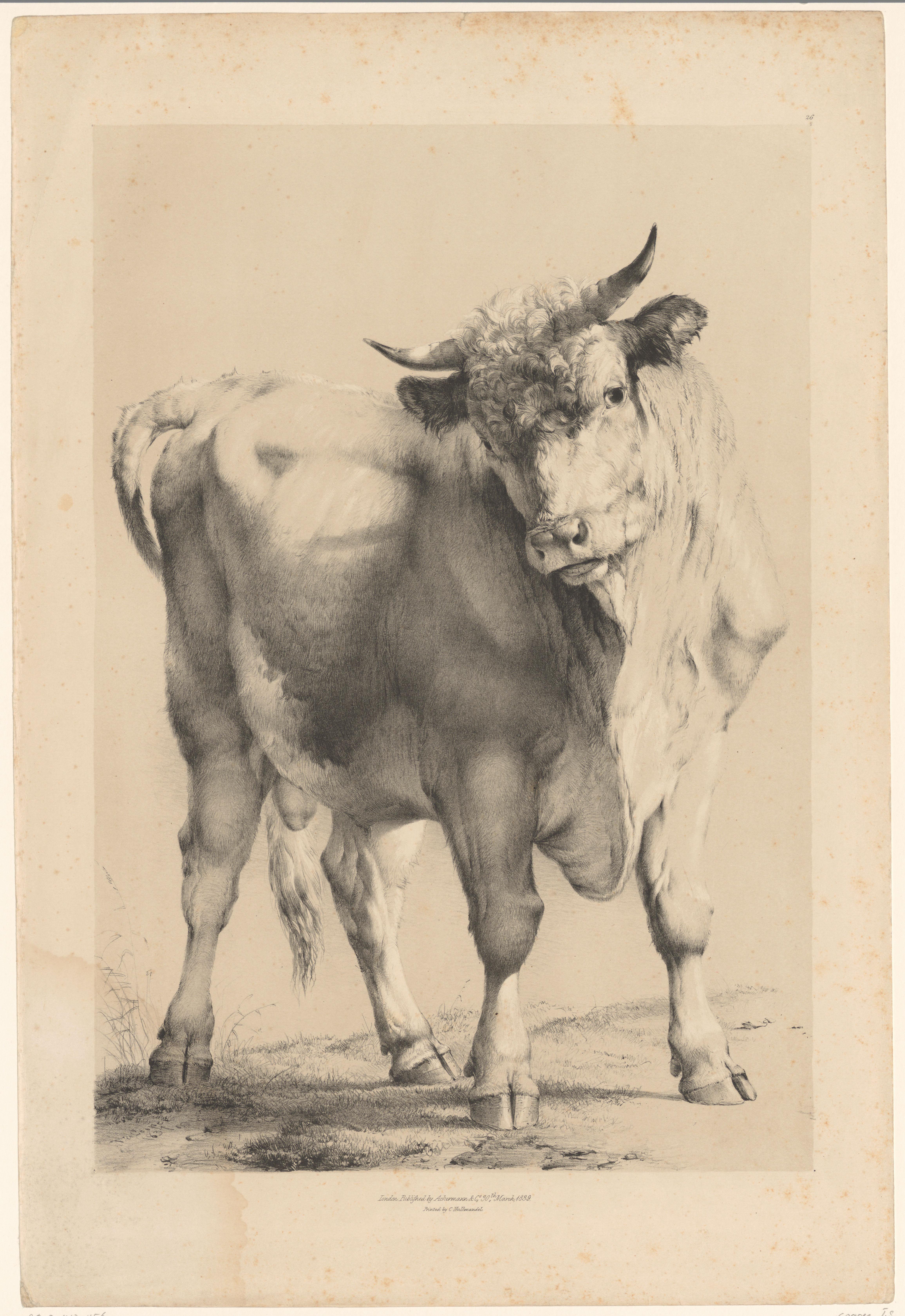 Stier