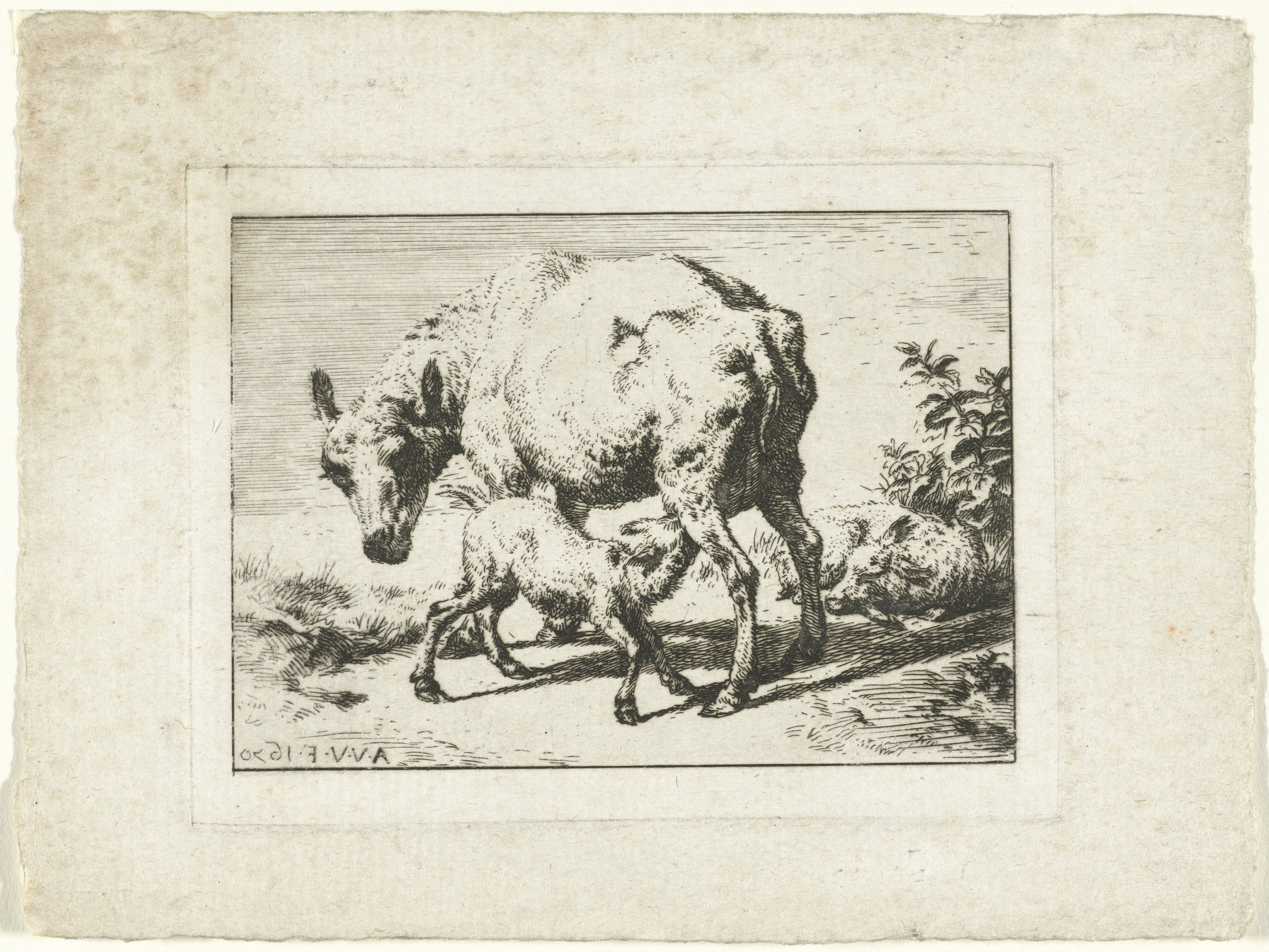 Schaap of ooi met twee lammeren
