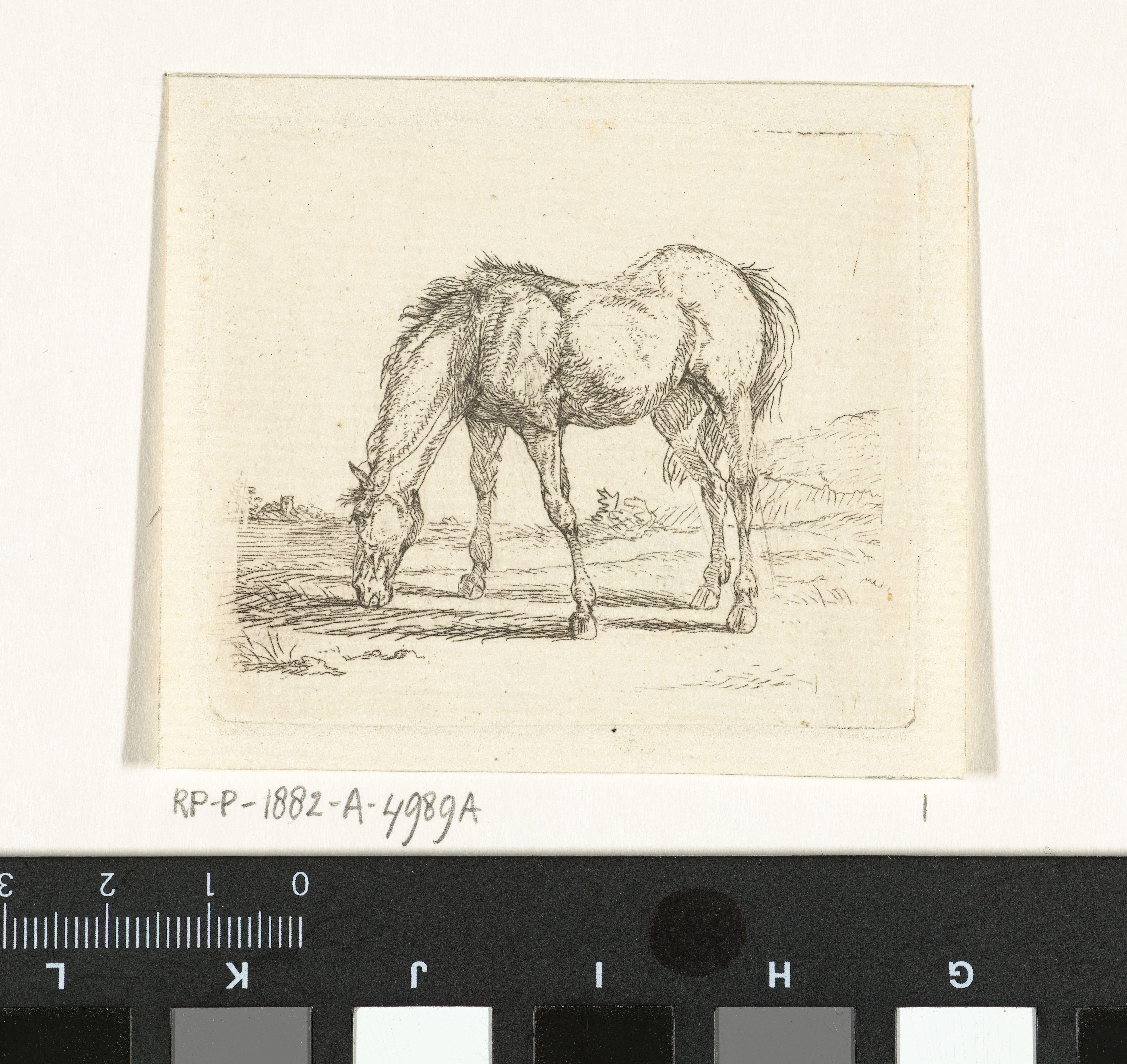 Grazend paard naar links