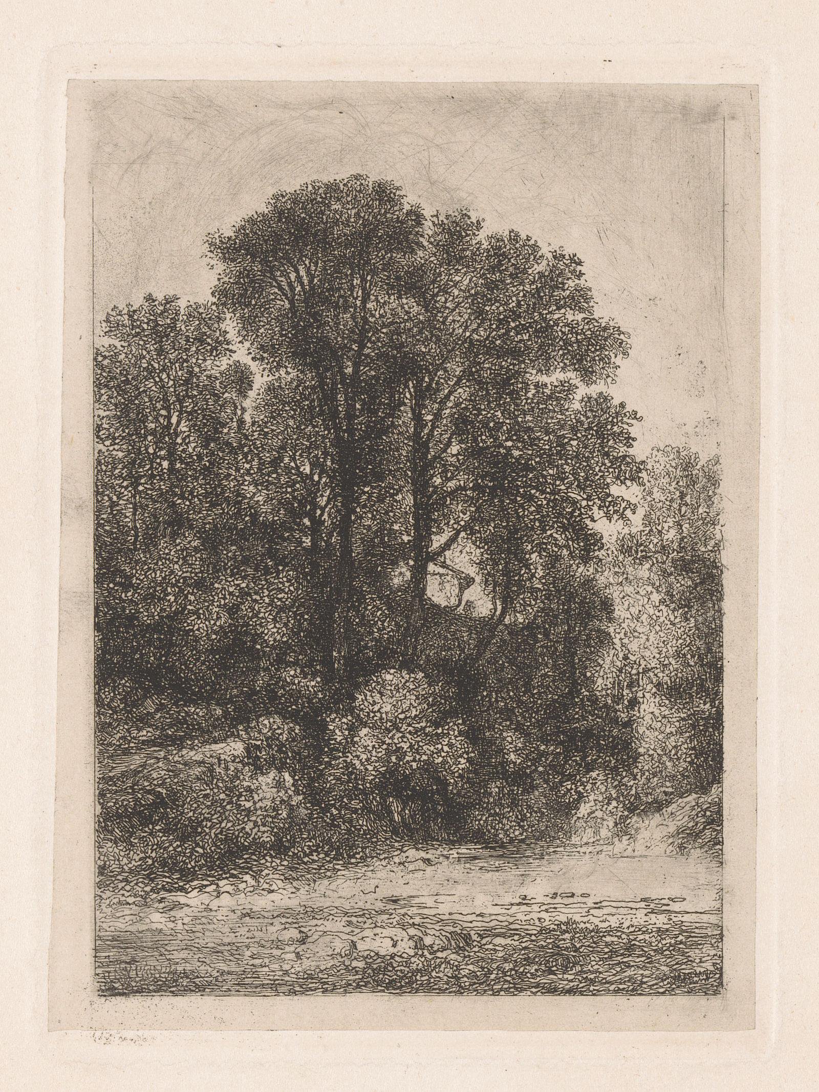 Bomen langs de oever van een beek