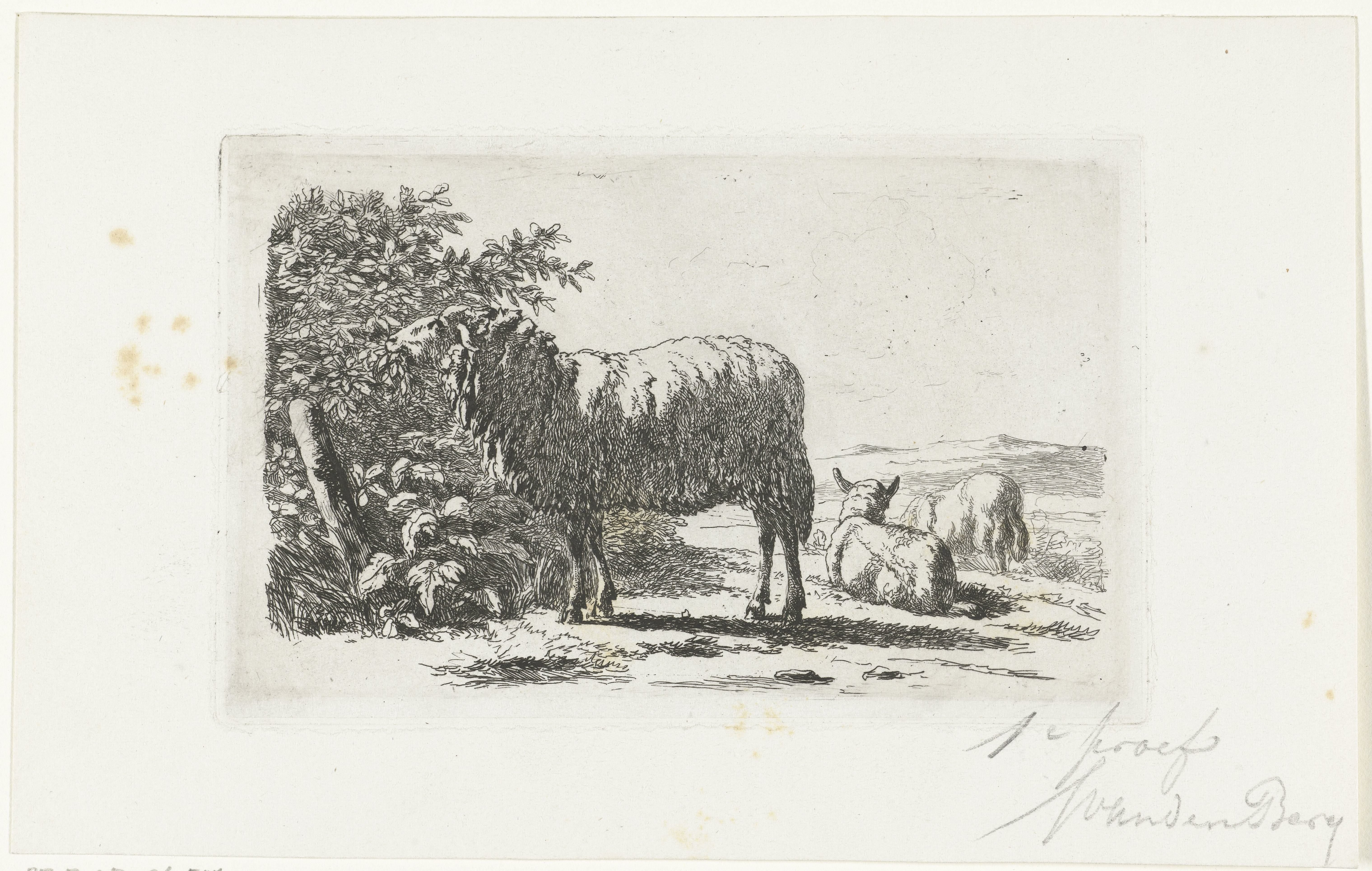 Landschap met drie schapen