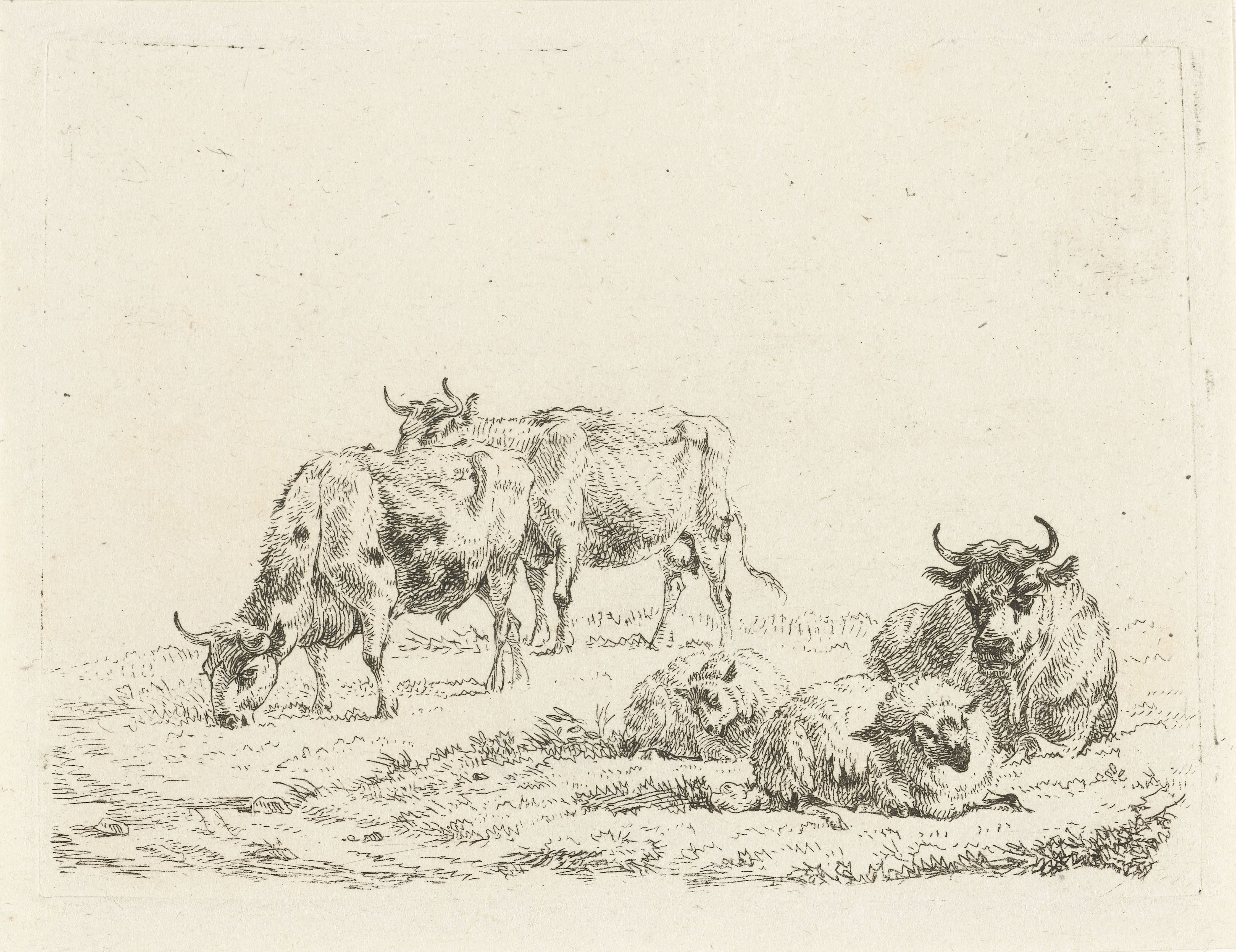 Drie ossen en twee schapen