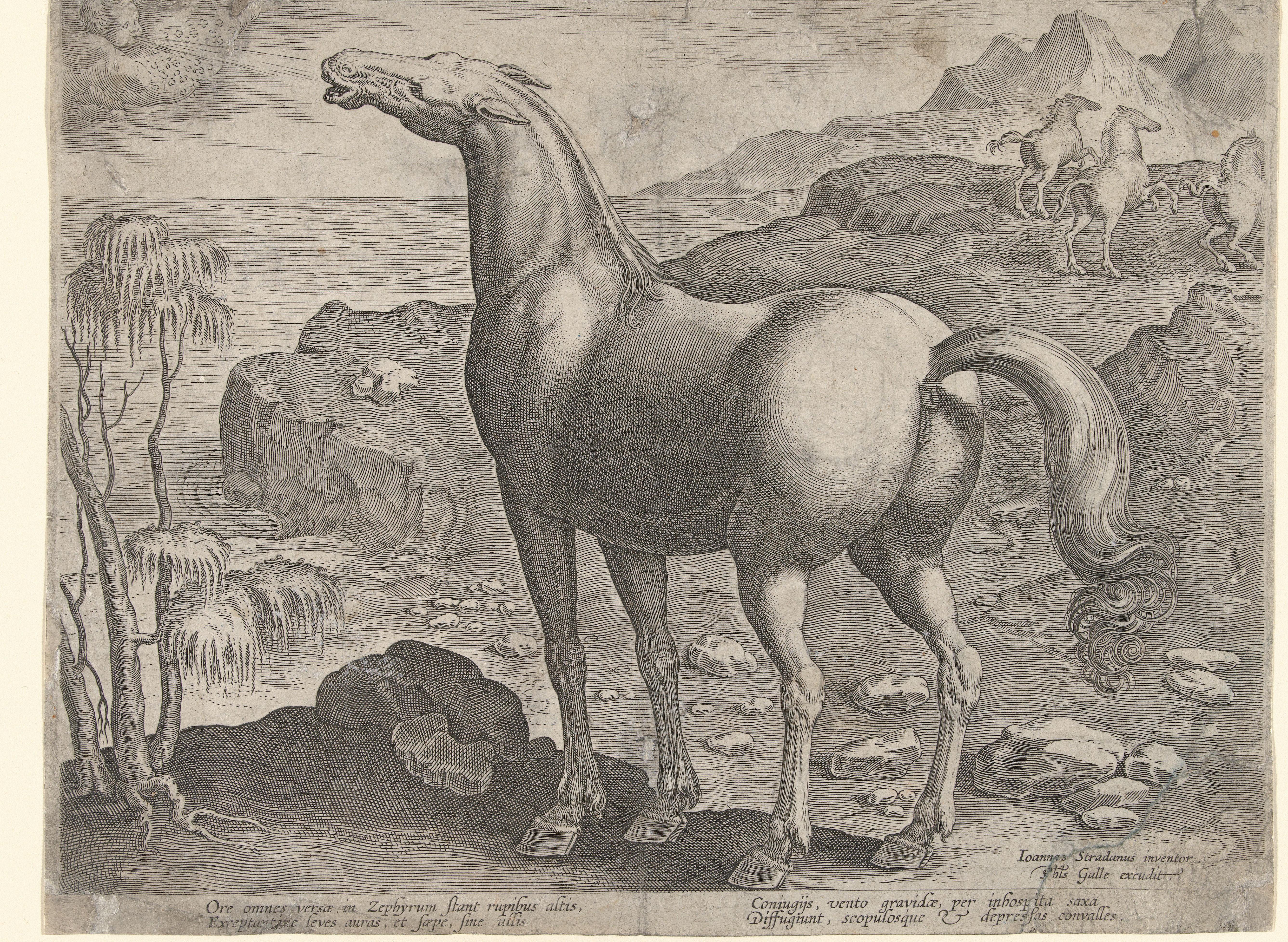 Zephyros bevrucht een merrie