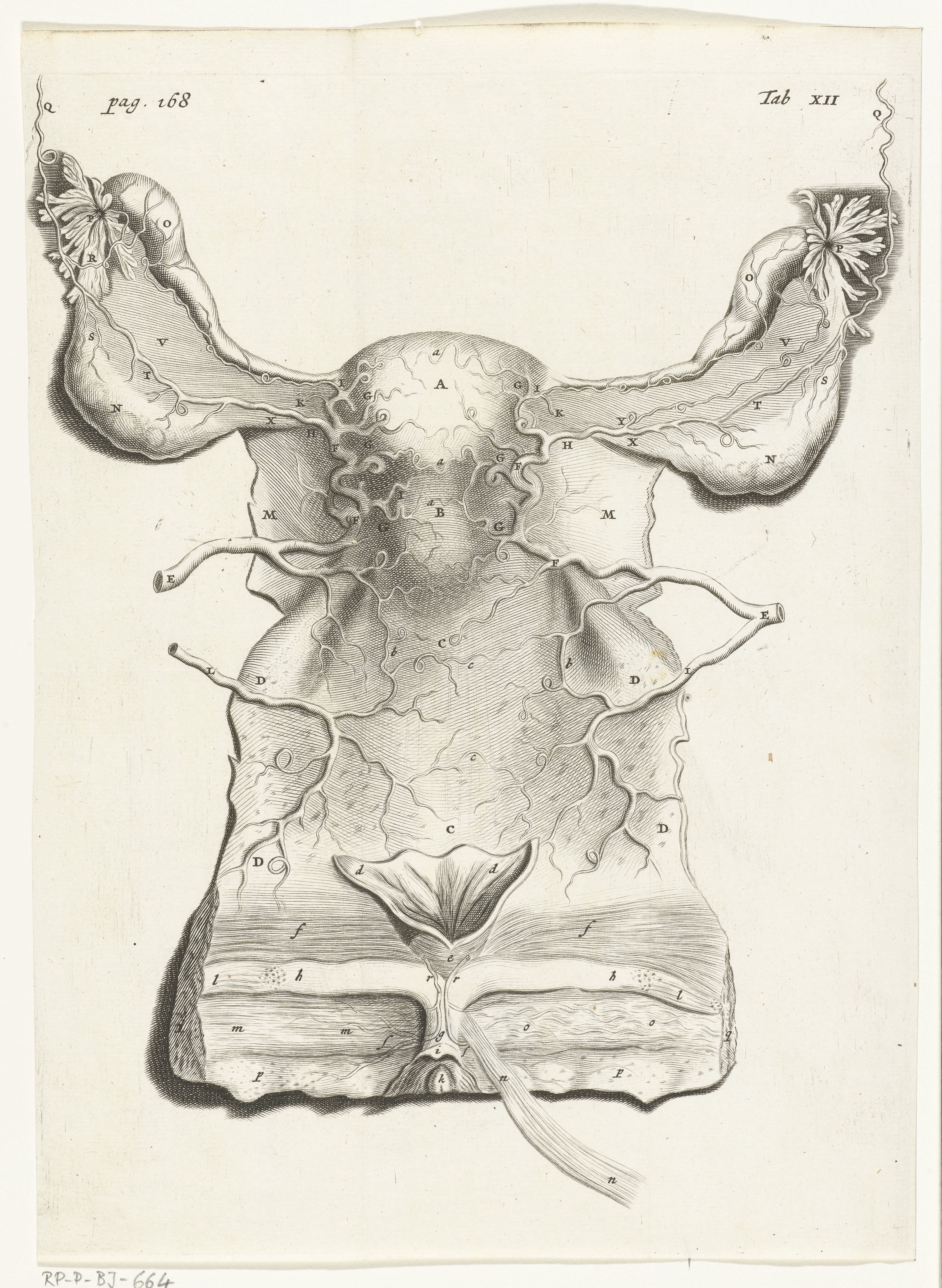 Anatomische afbeelding van de binnenkant van de uterus