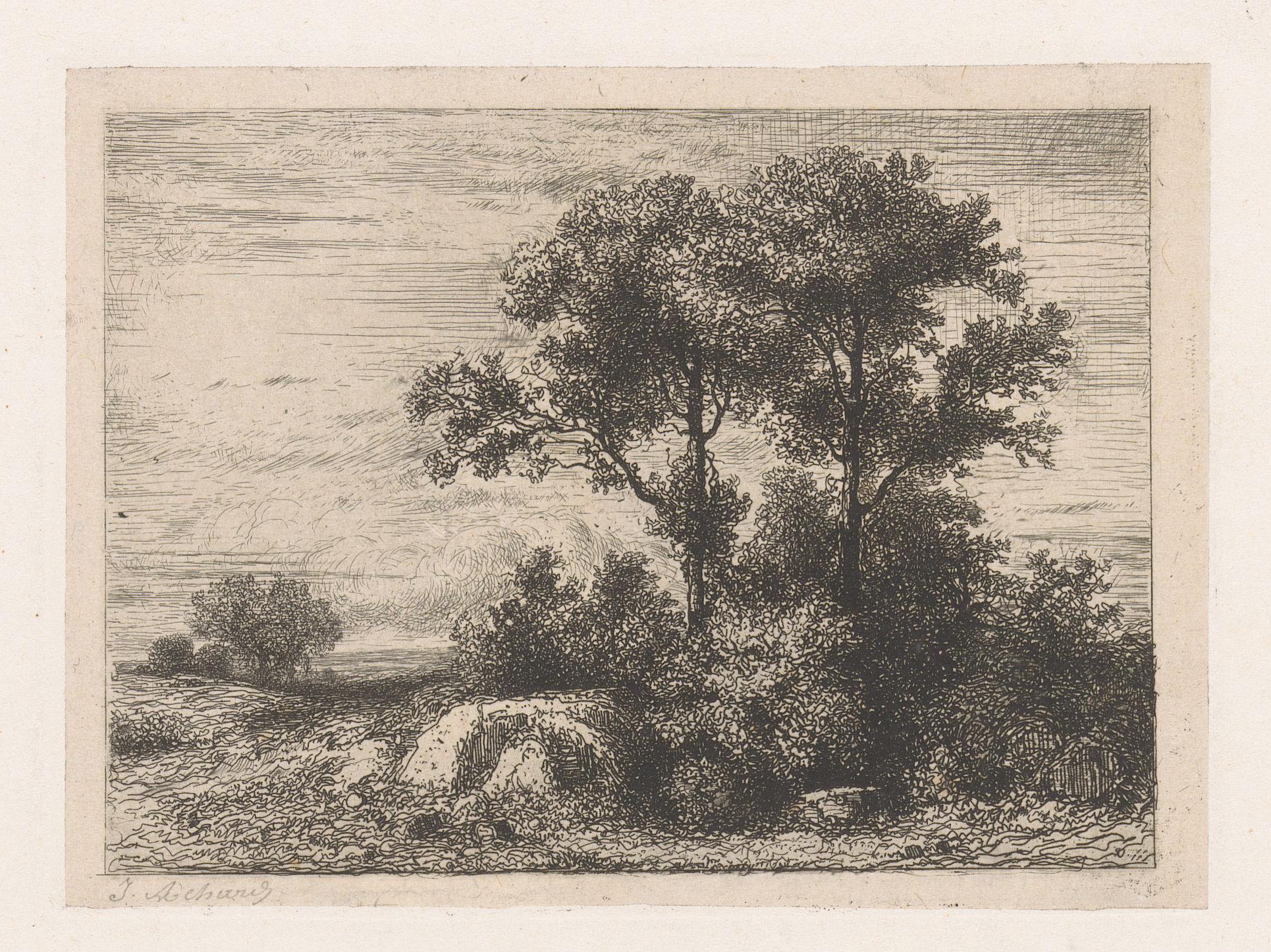 Twee bomen in het struikgewas