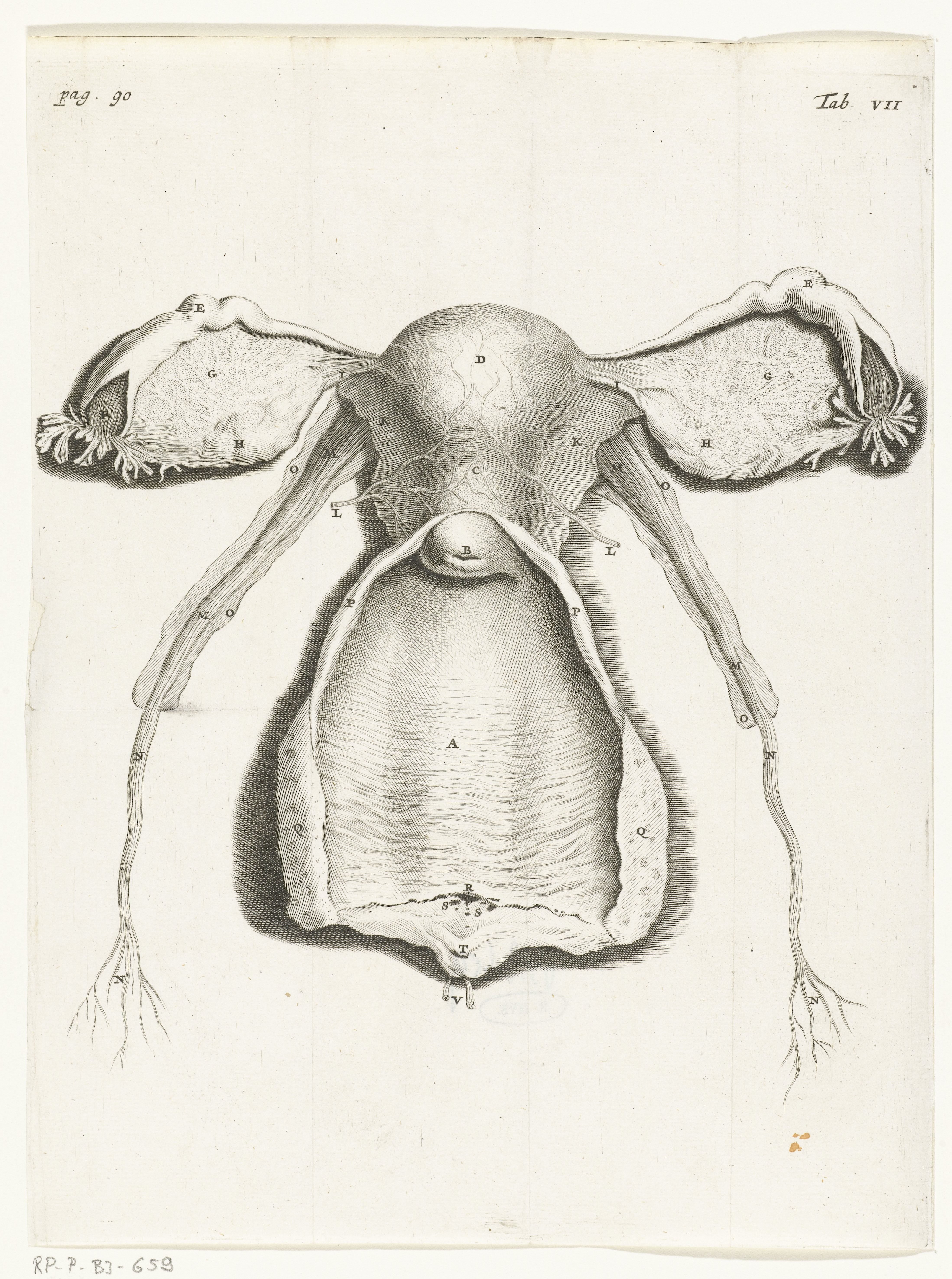 Anatomische afbeelding van de binnenkant van de uterus, de eileider en eierstokken
