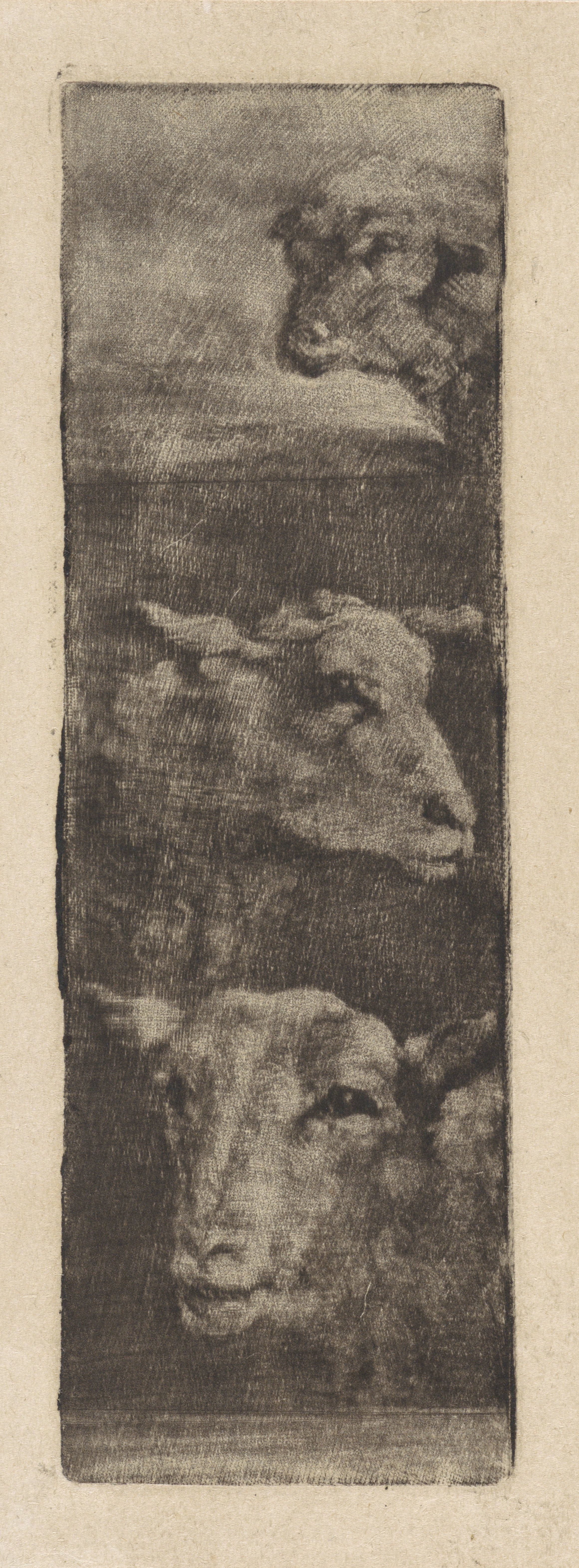 Drie koppen van schapen