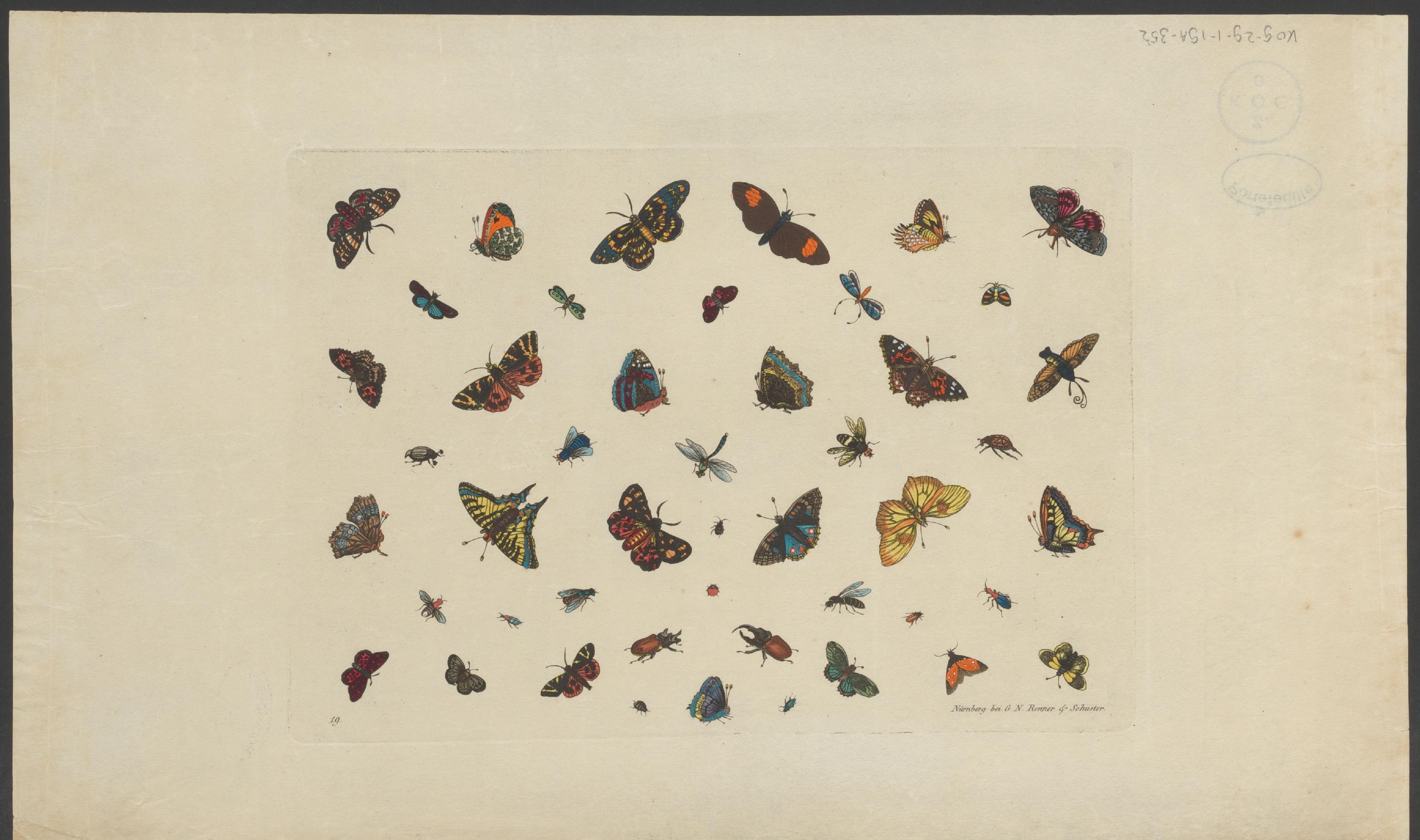 Vlinders en andere insecten