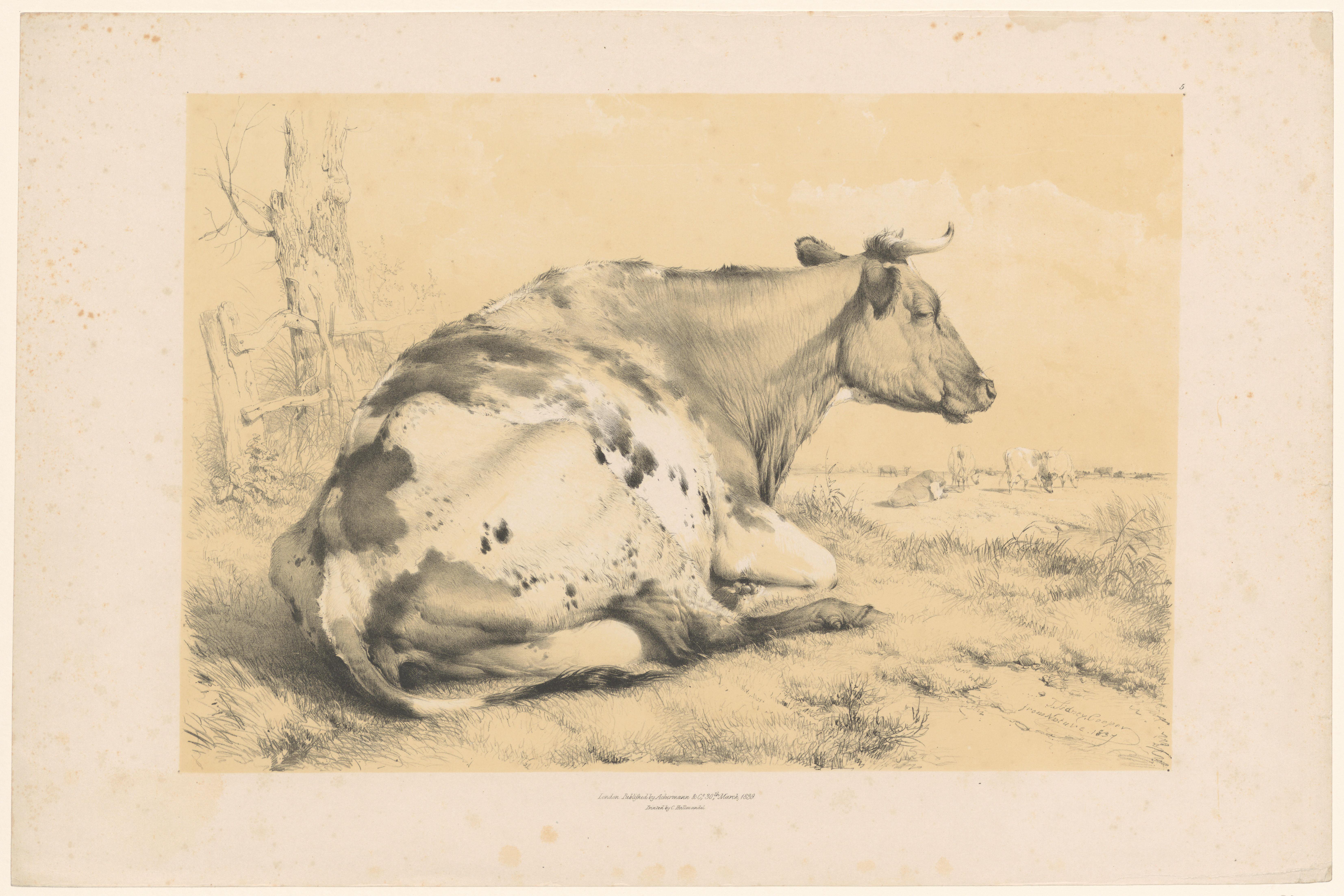 Koe liggend in het gras