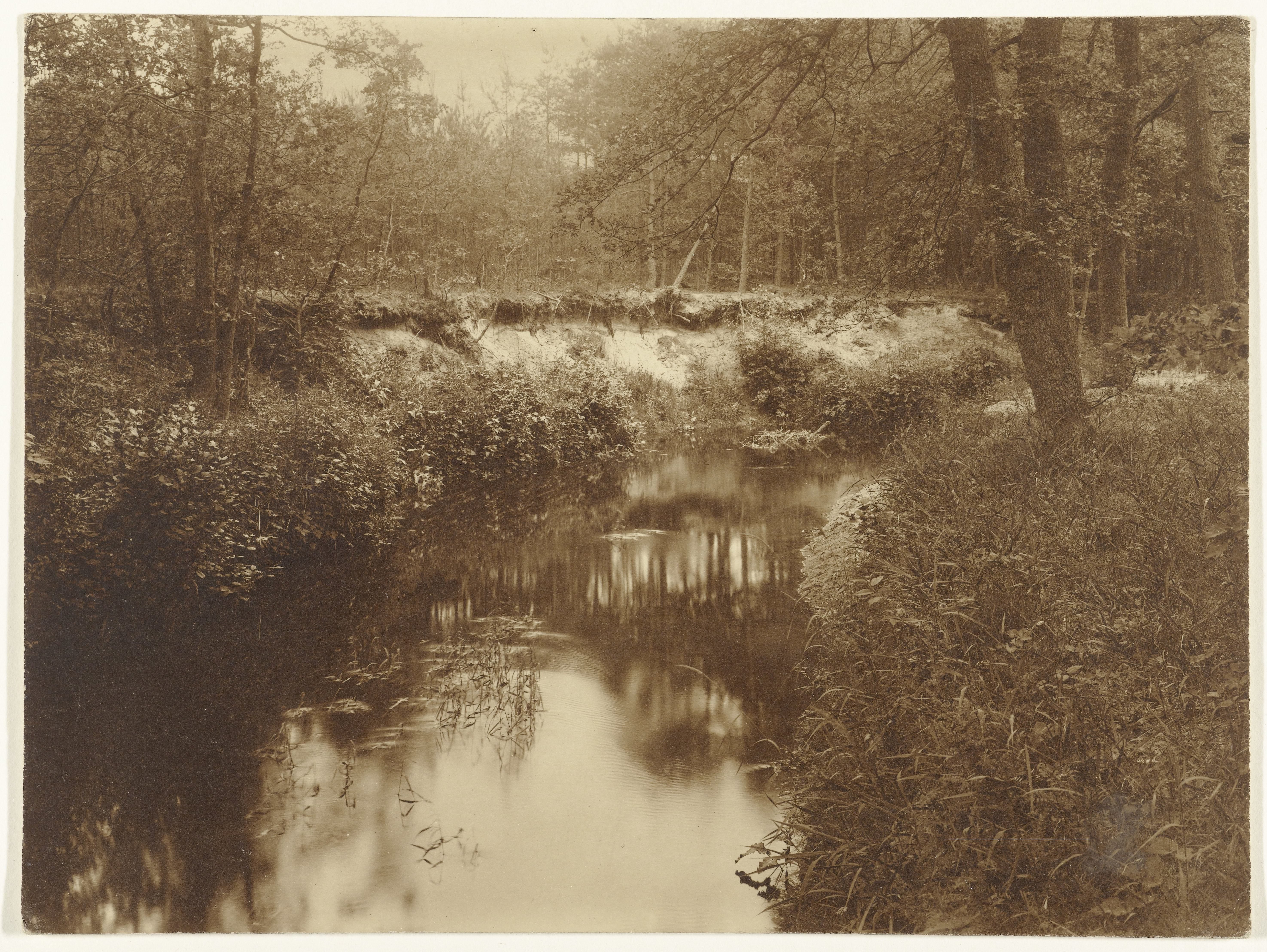 Gezicht op beek en bos