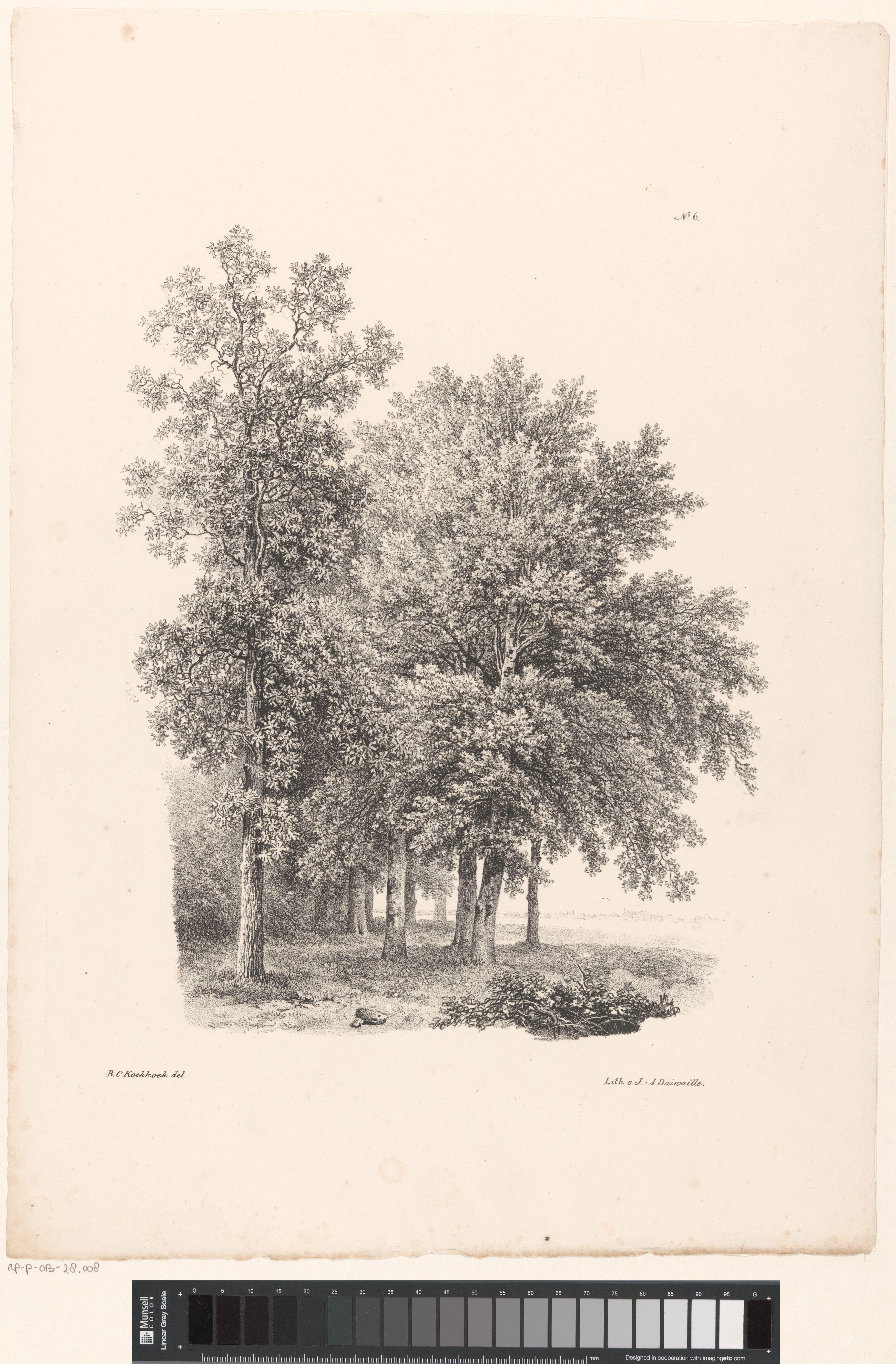 Groep bomen