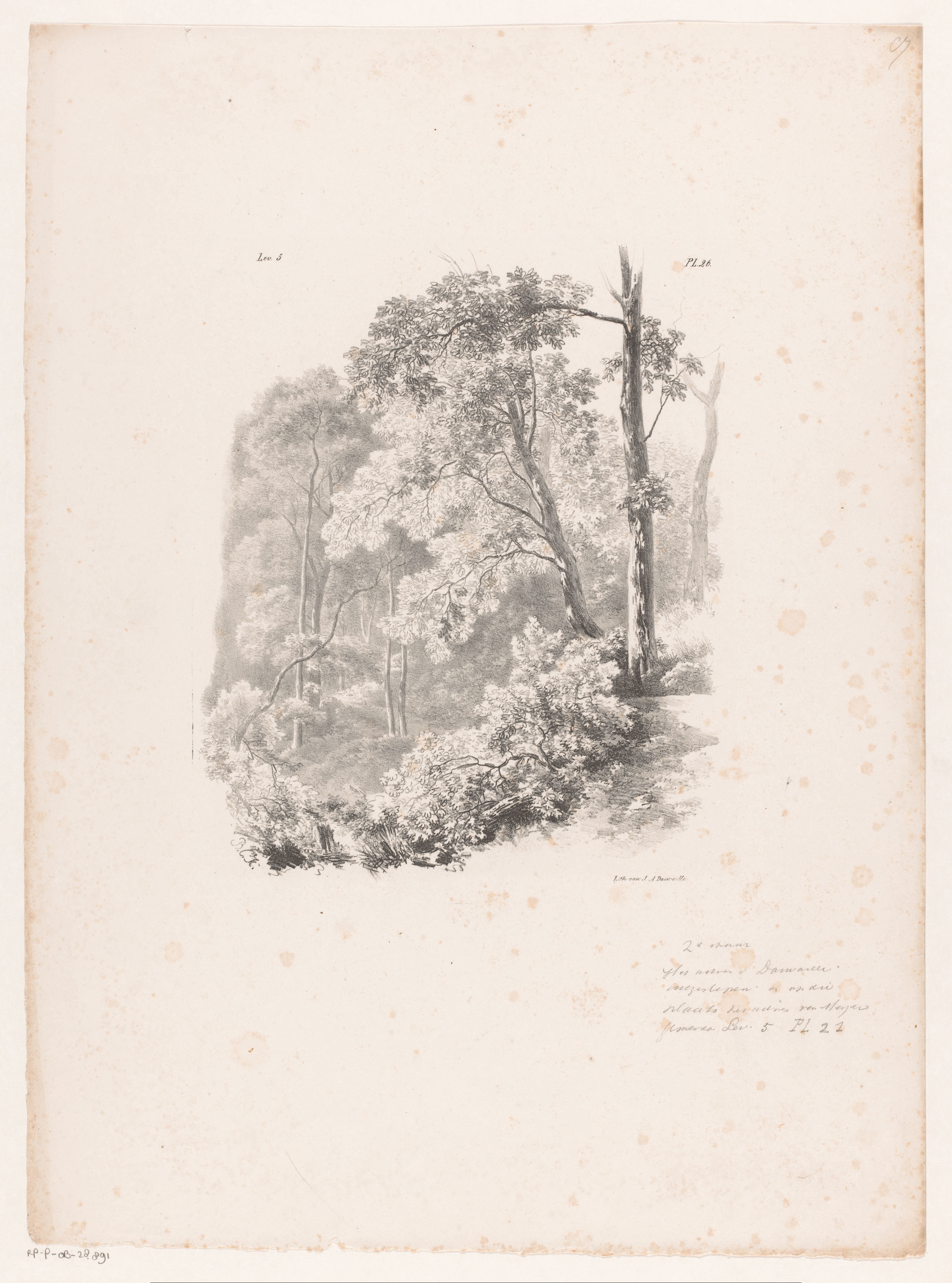 Doorkijkje in het bos