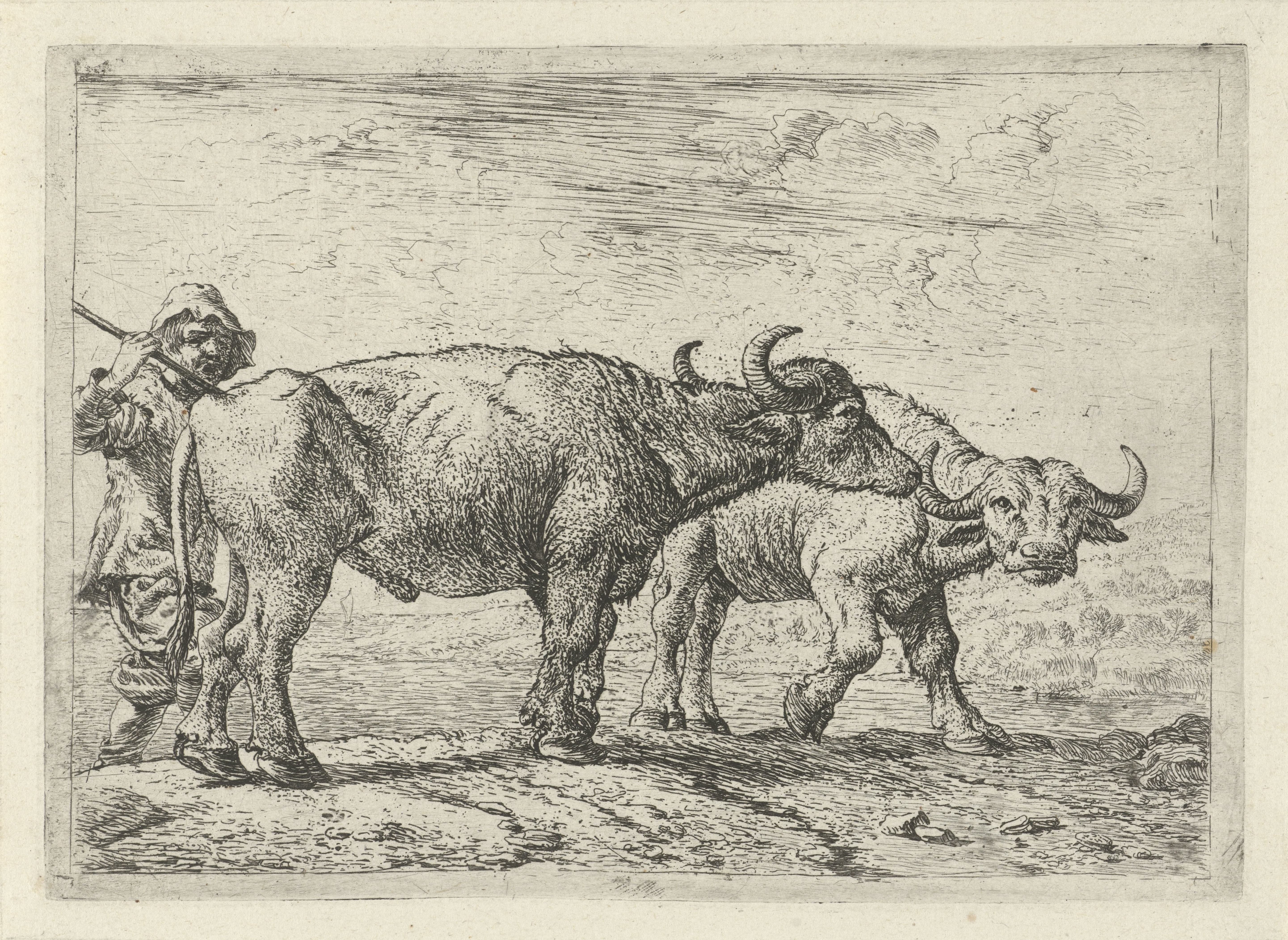 Twee buffels en een herder