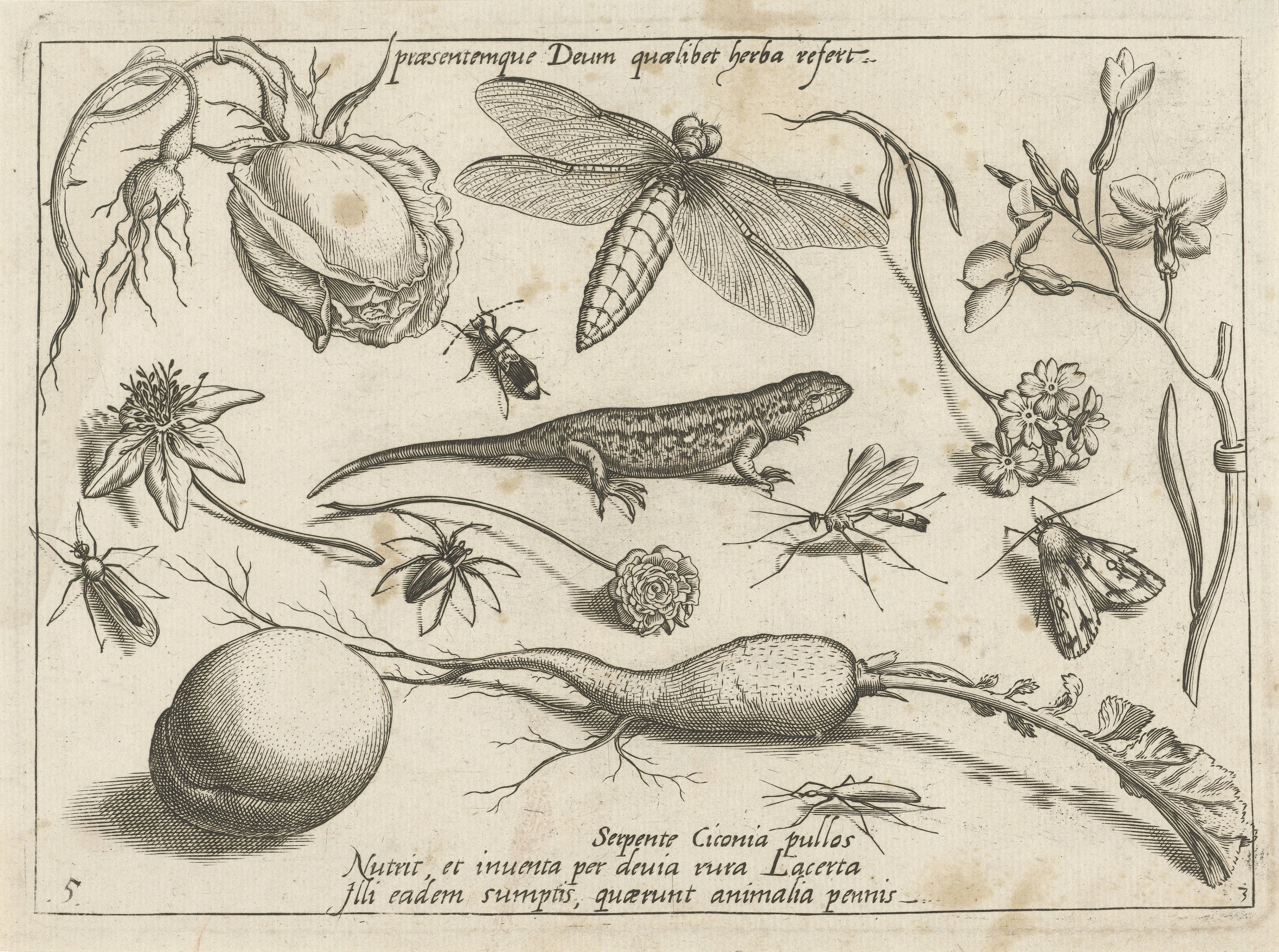 Dieren, planten en vruchten rond een hagedis