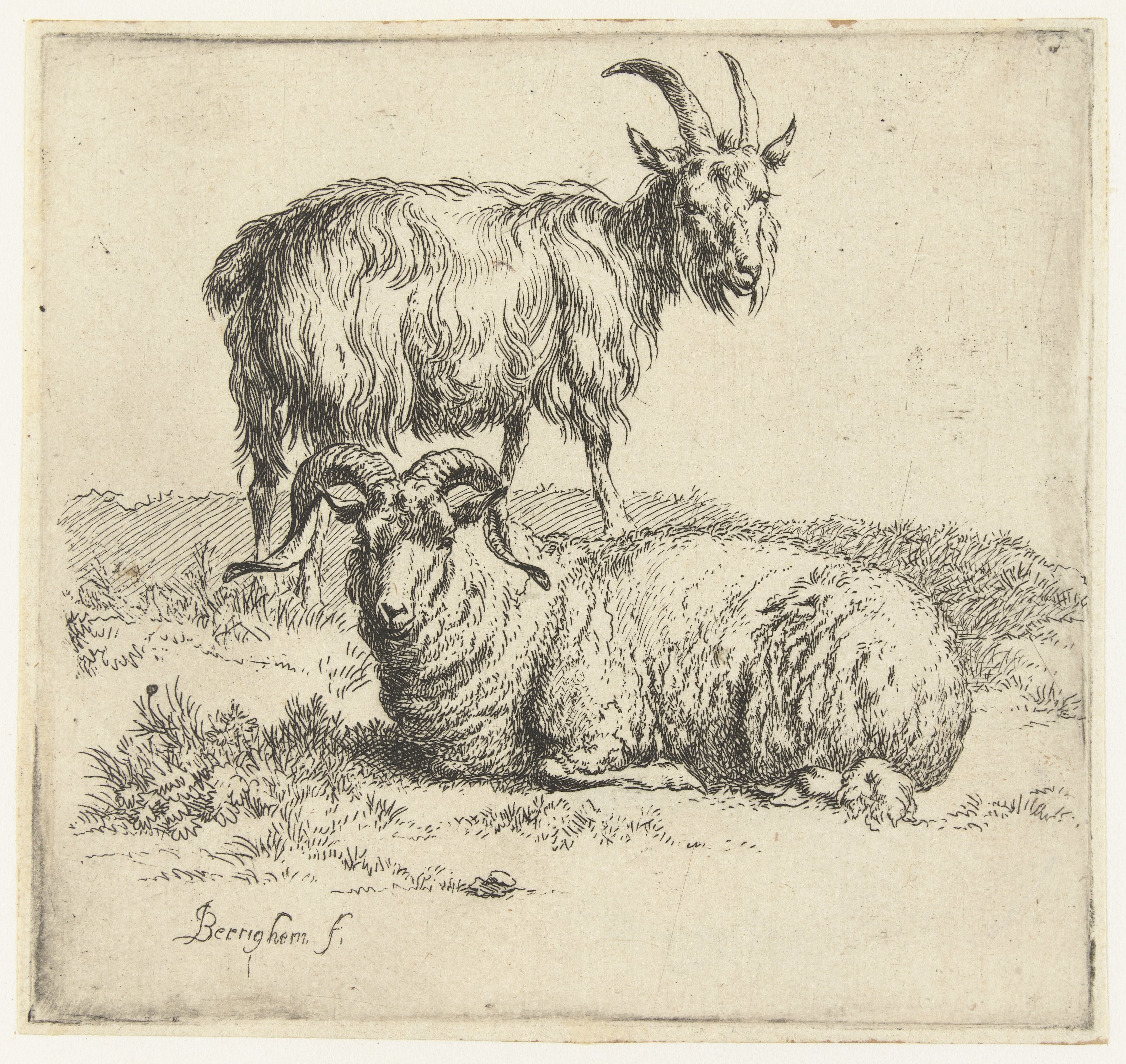 Ram en geit