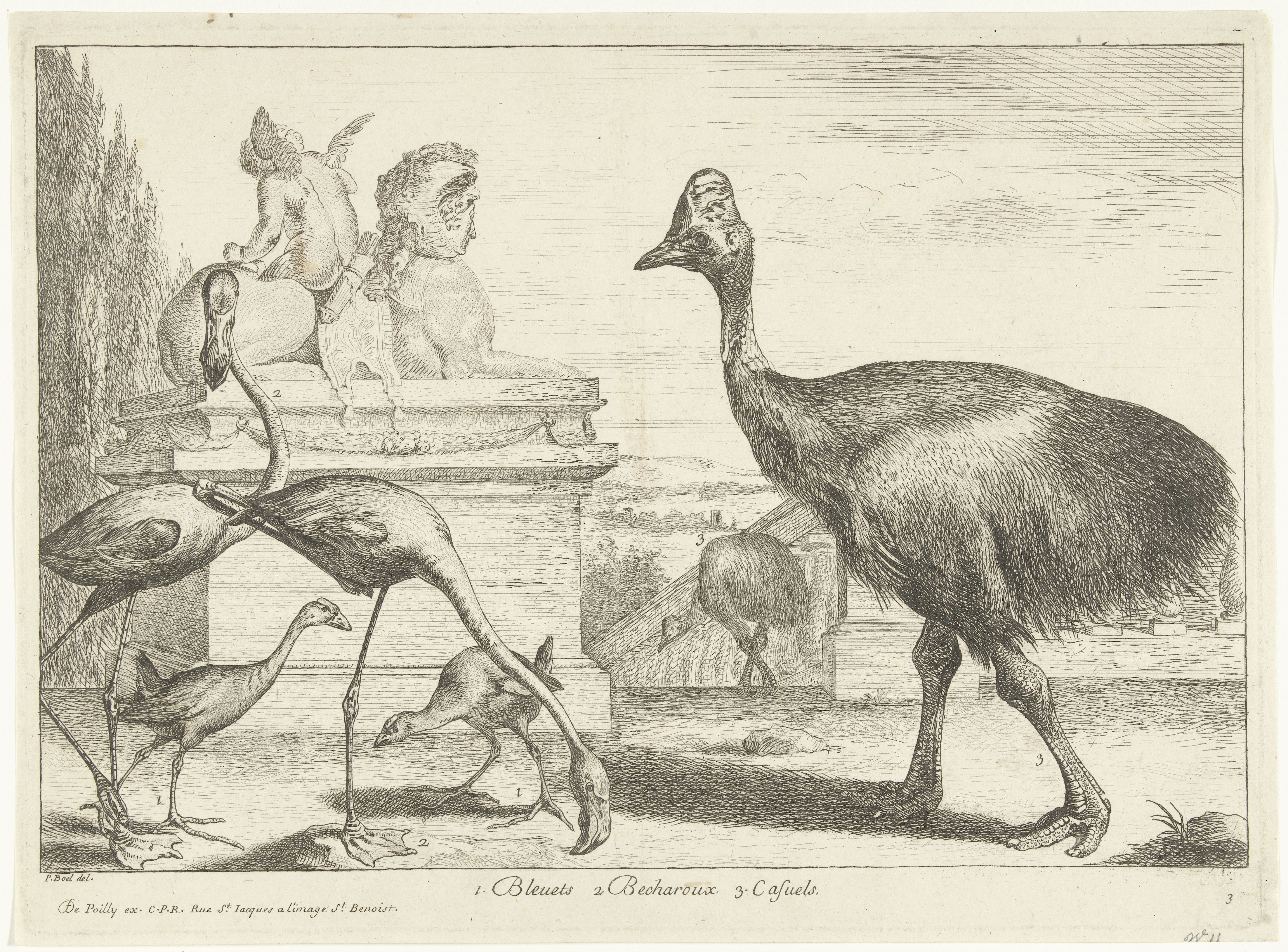 Kasuarissen, purperkoet en flamingo's