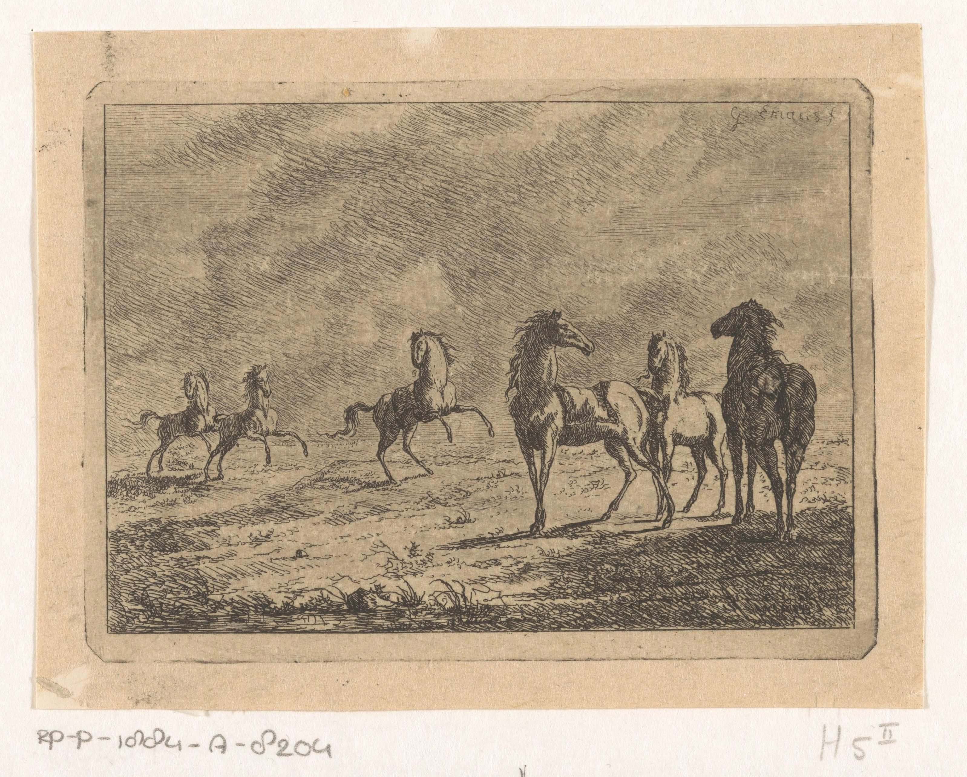 Kudde wilde paarden