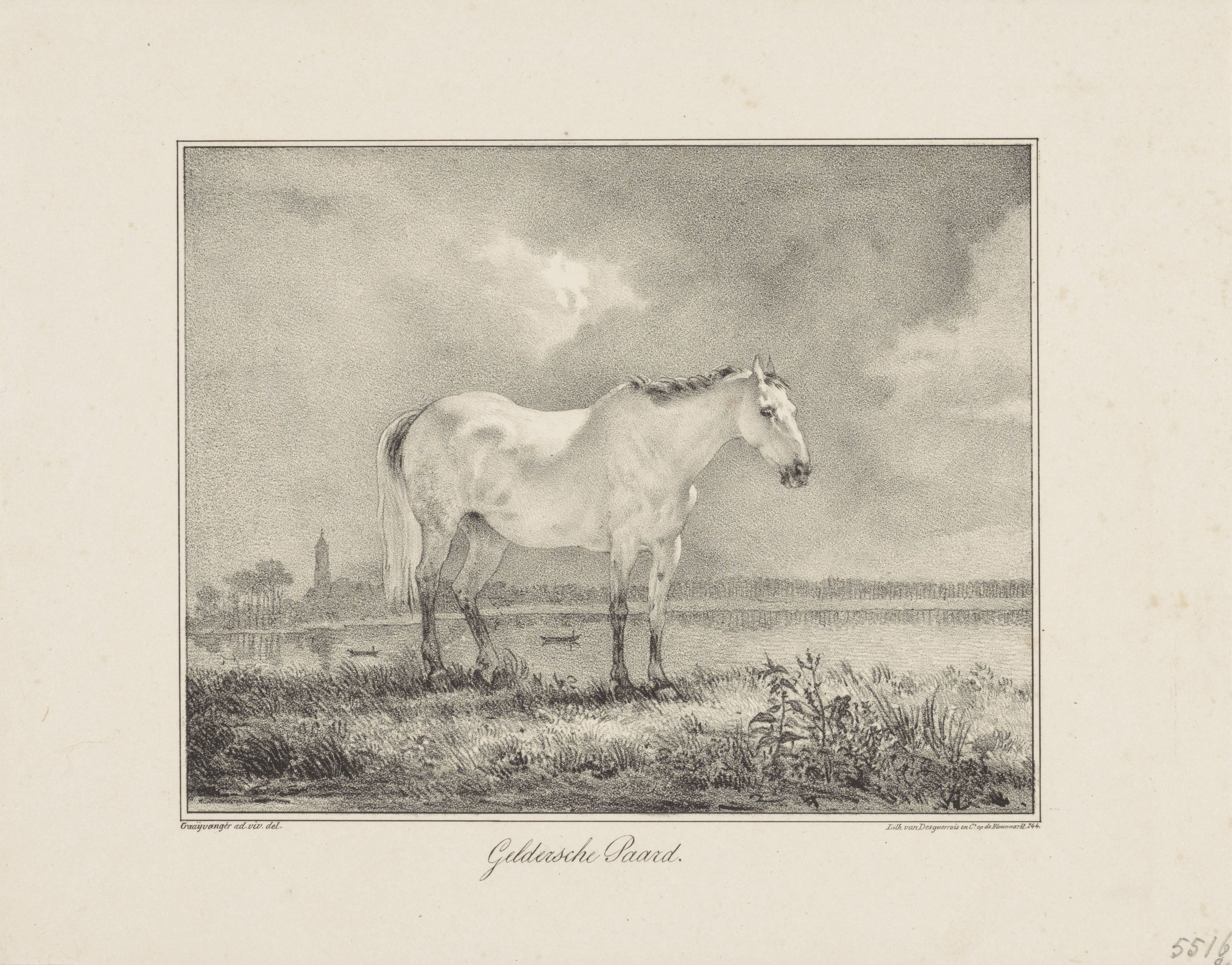 Gelders paard