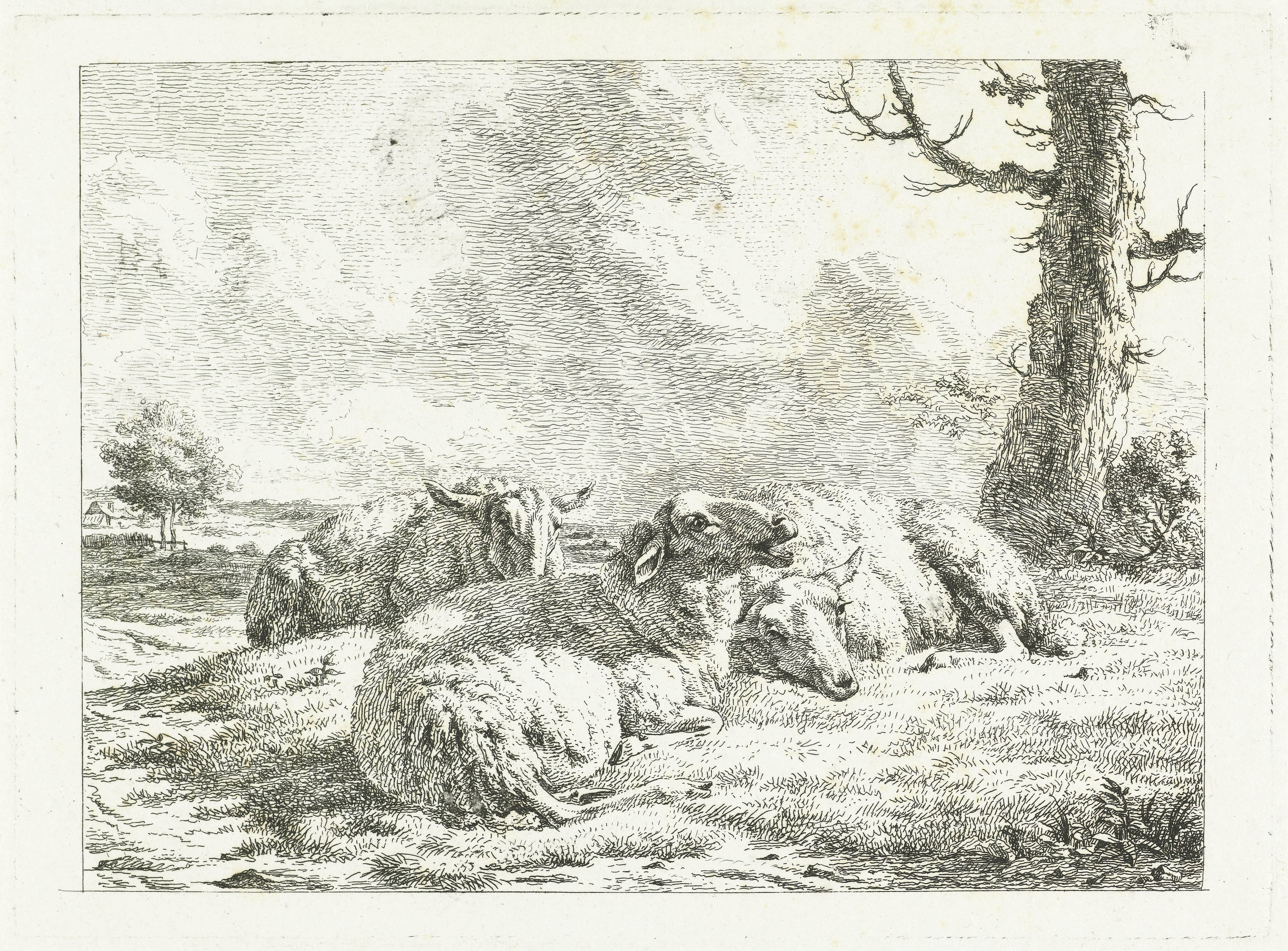Drie schapen liggend bij kale boom