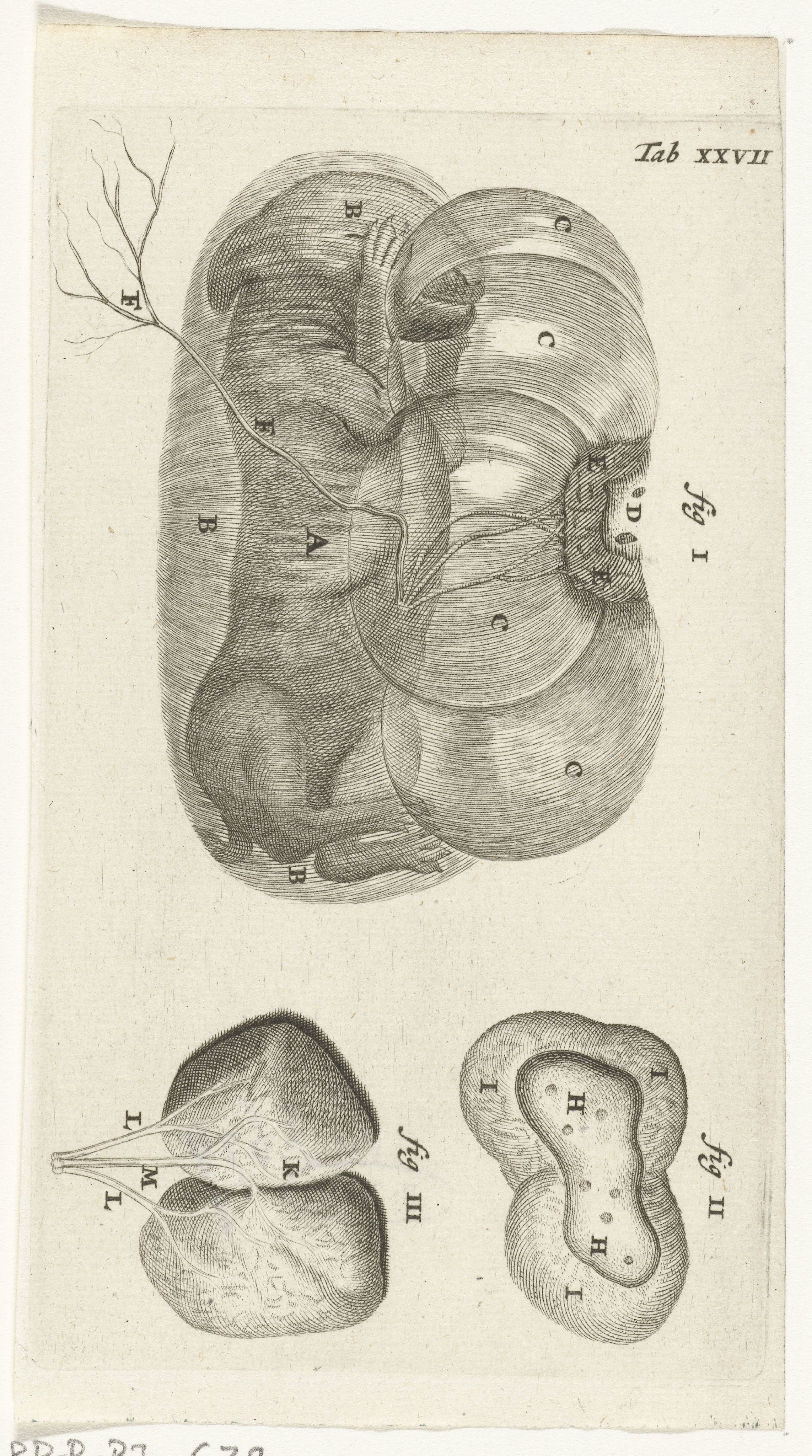 Anatomische afbeelding van een konijnenfoetus in de baarmoeder en van de placenta