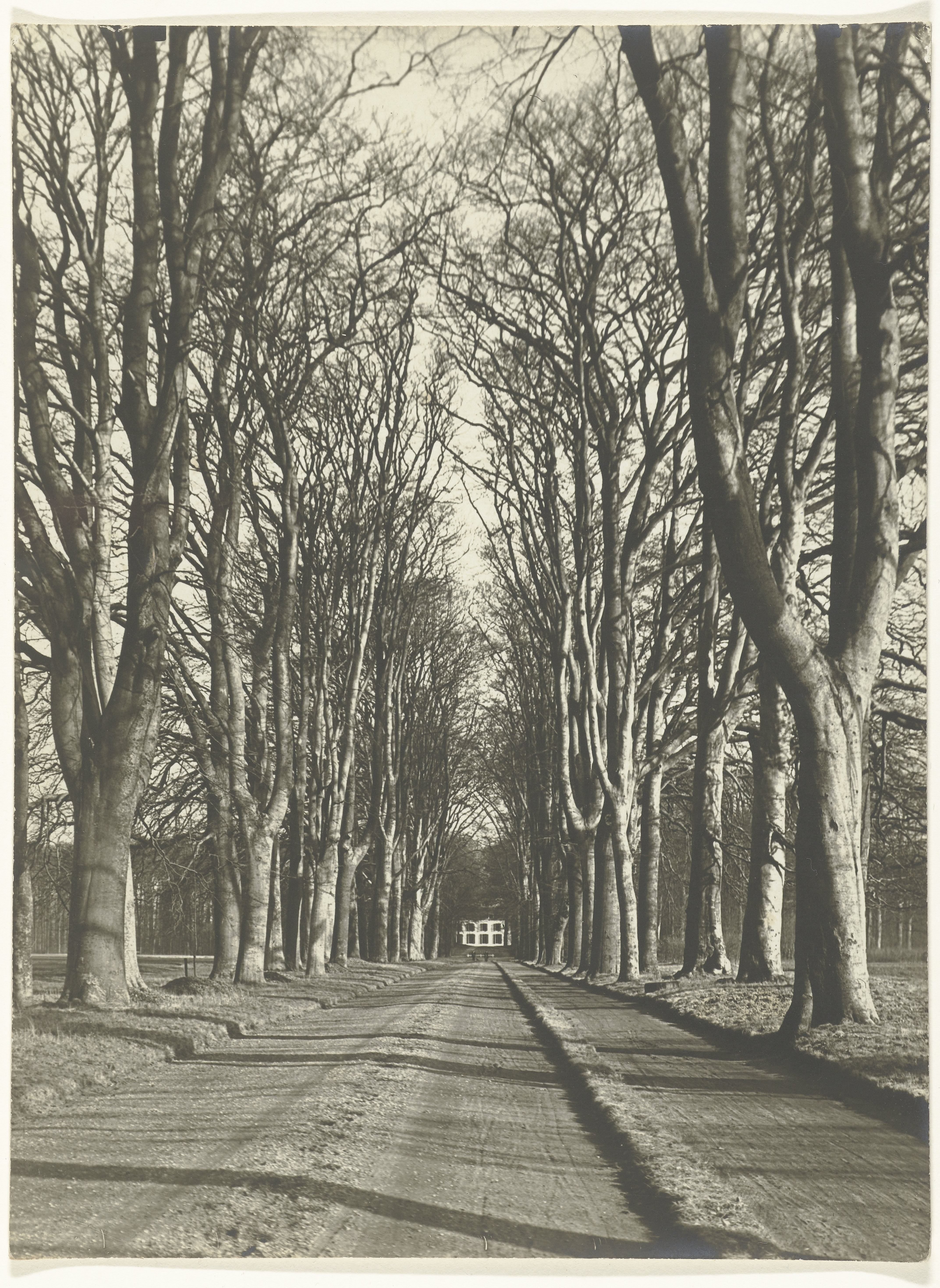 Beukenlaan in Voorst