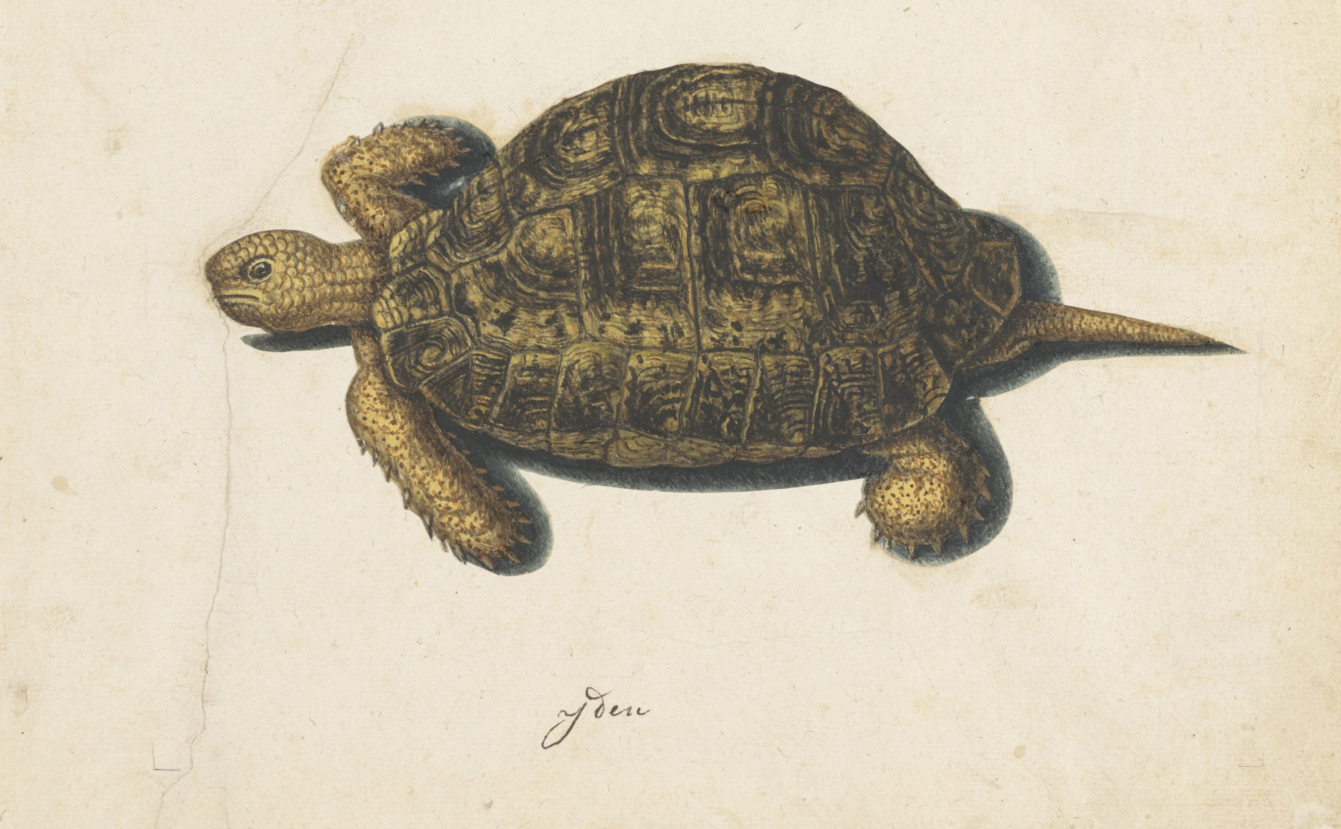 Moerasschildpad