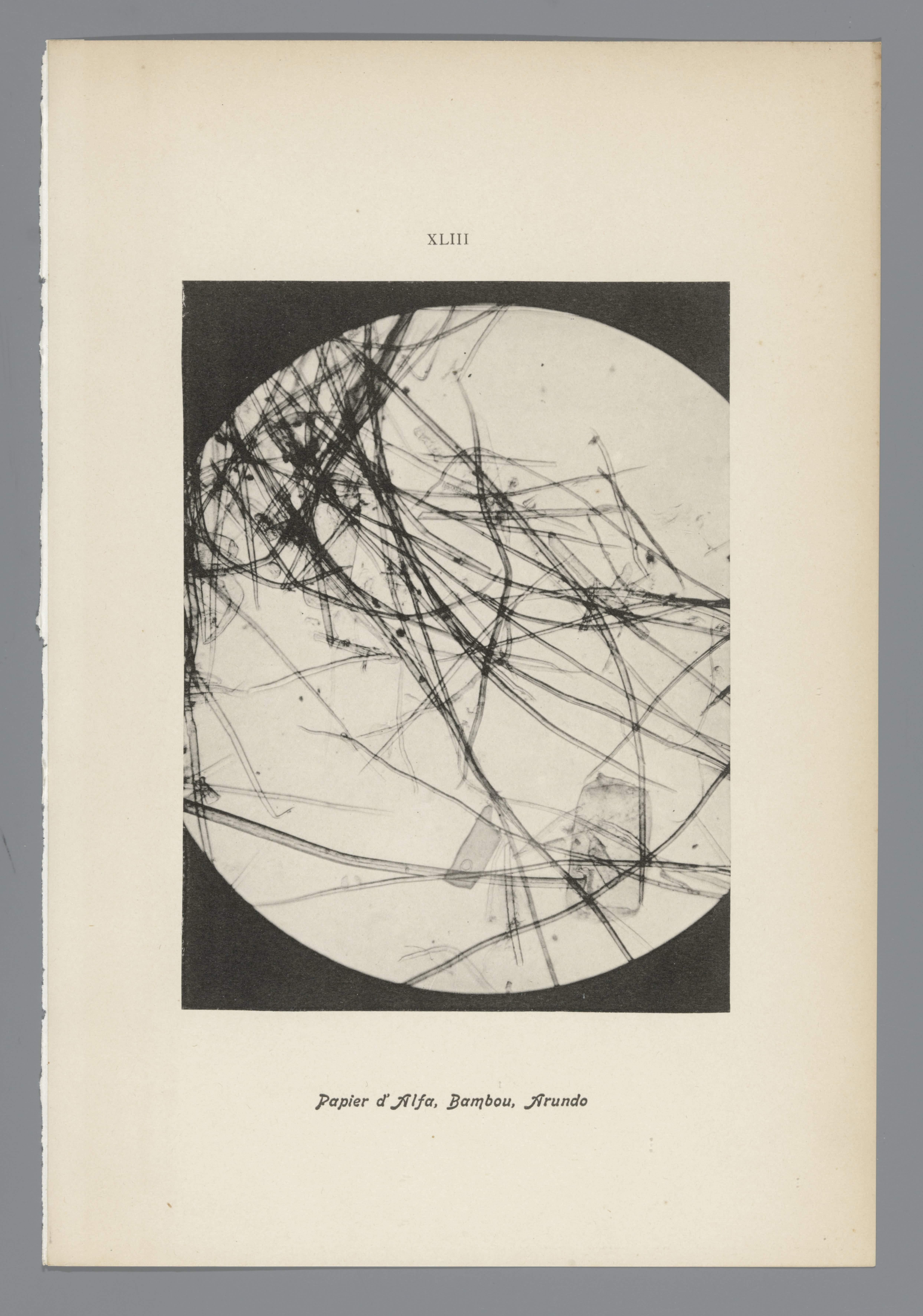 Microfoto’s van papiervezels