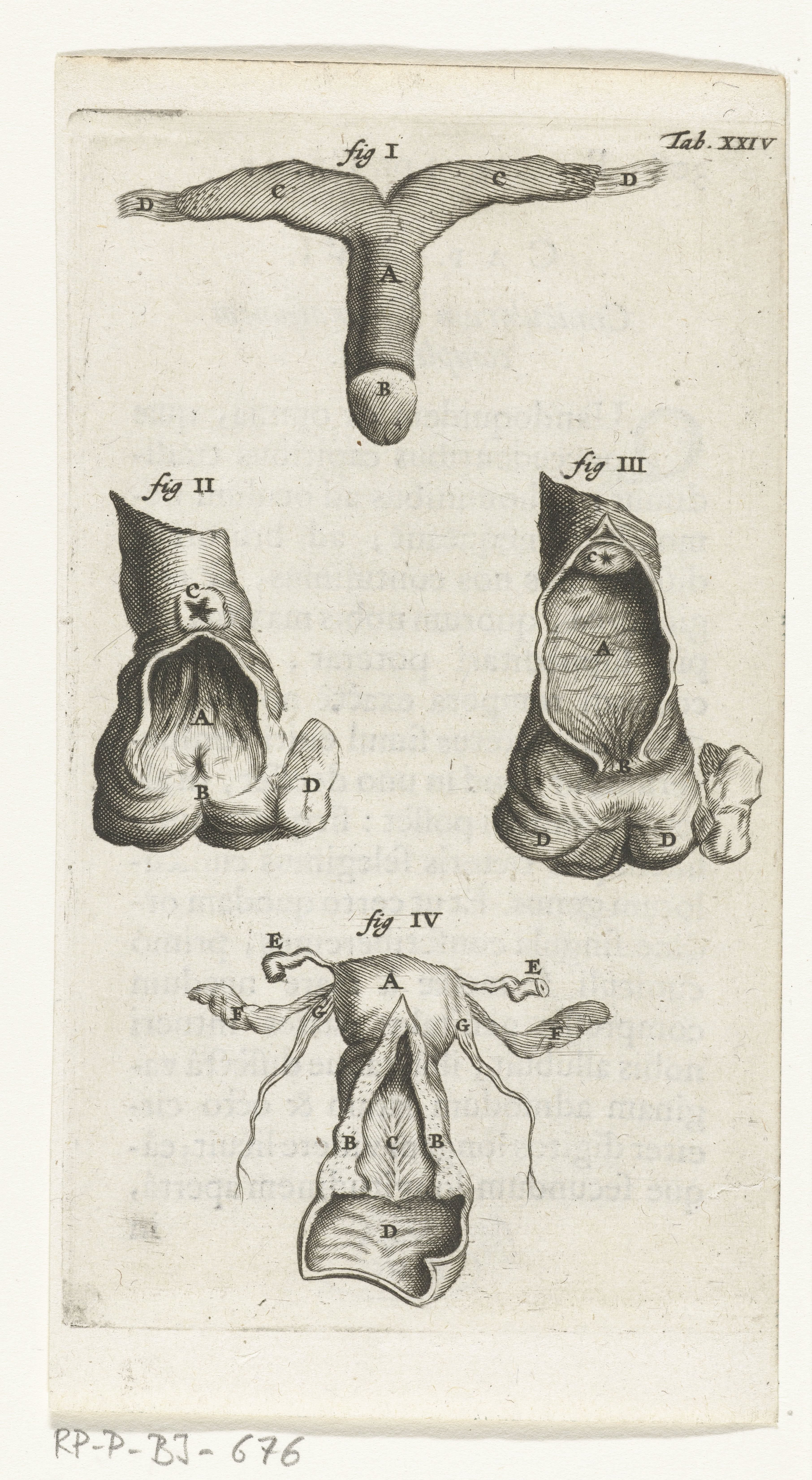 Anatomische afbeelding van de clitoris, de vagina en de uterus