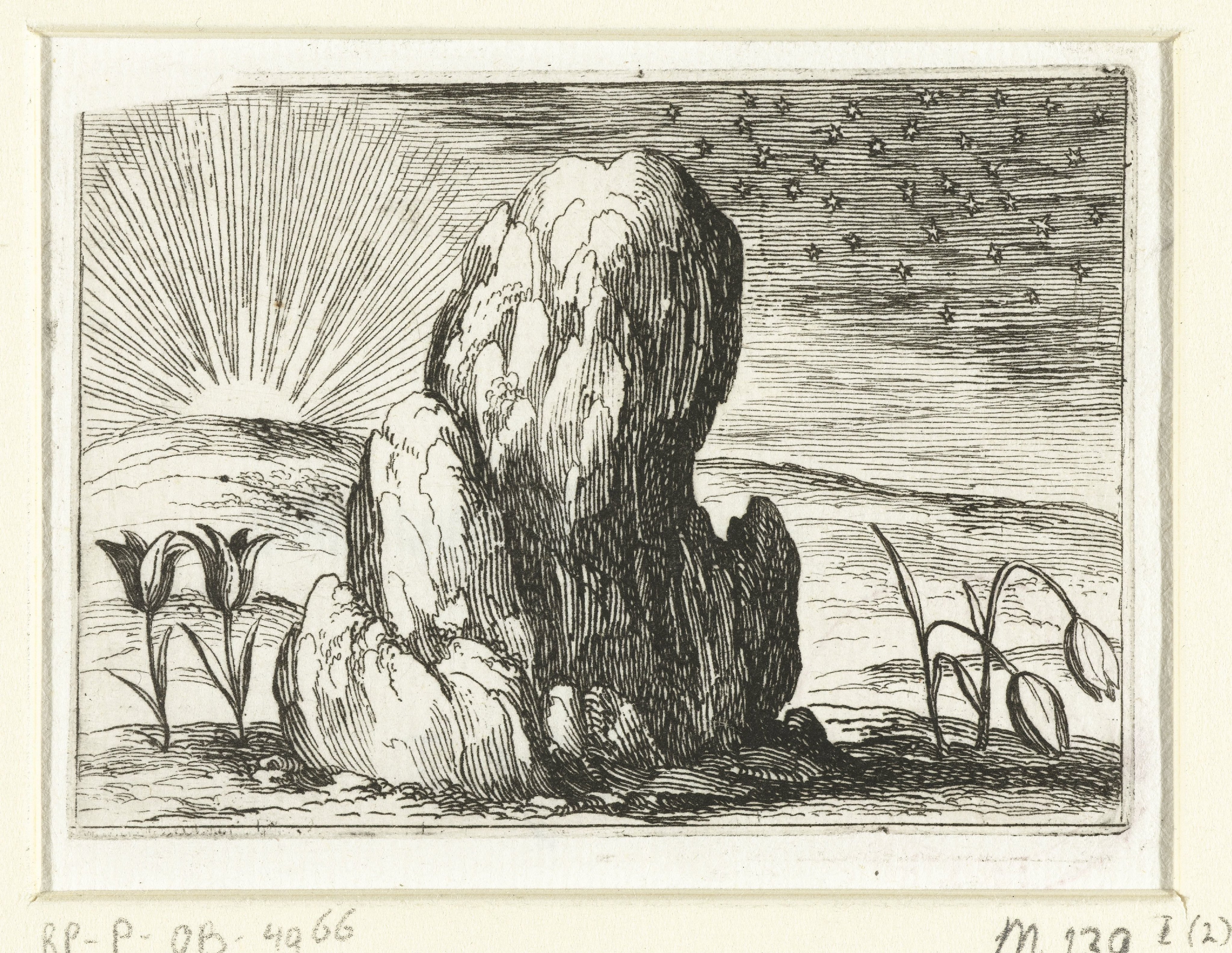 Tulpen en de zon
