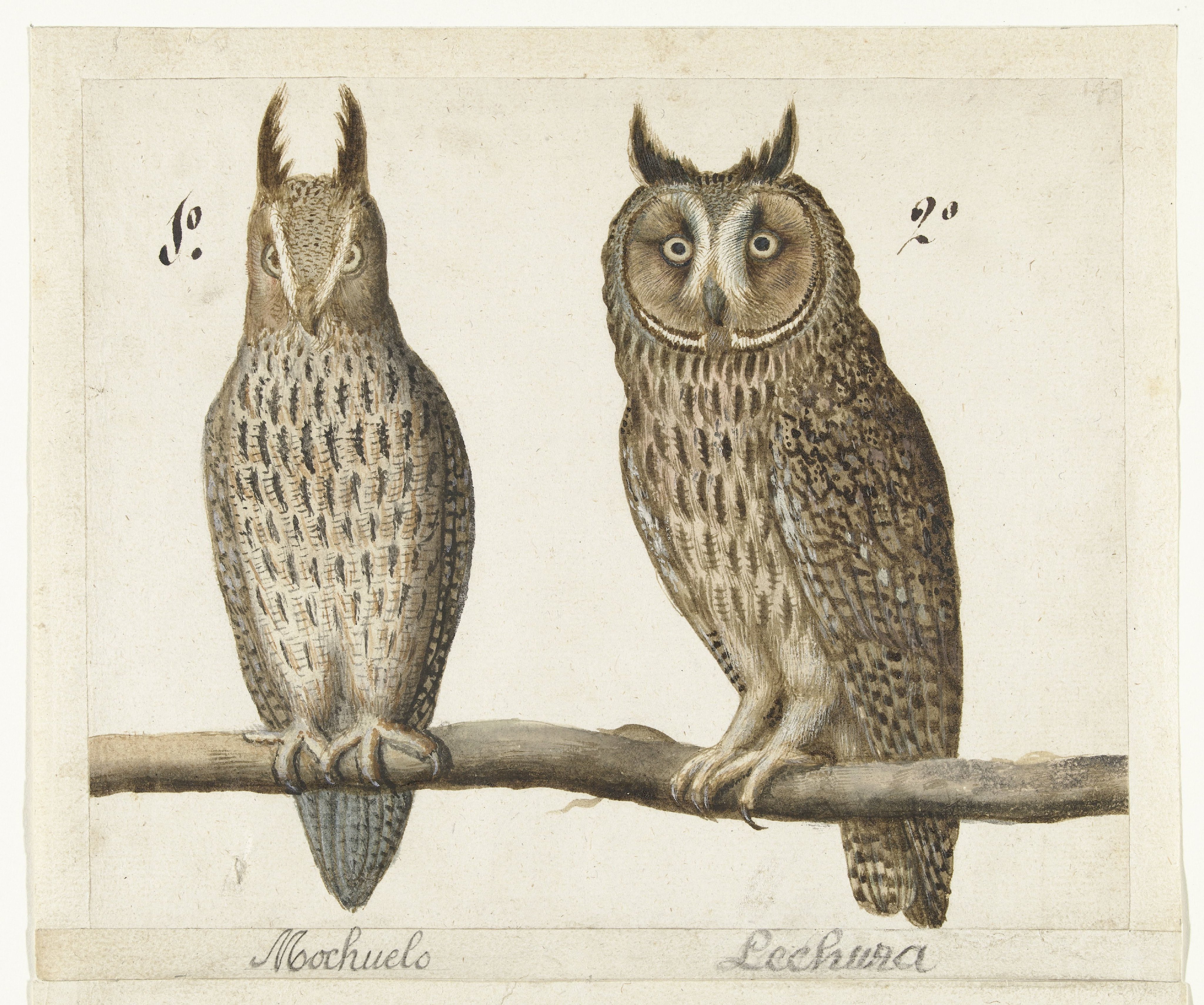 Dwergooruil en Ransuil