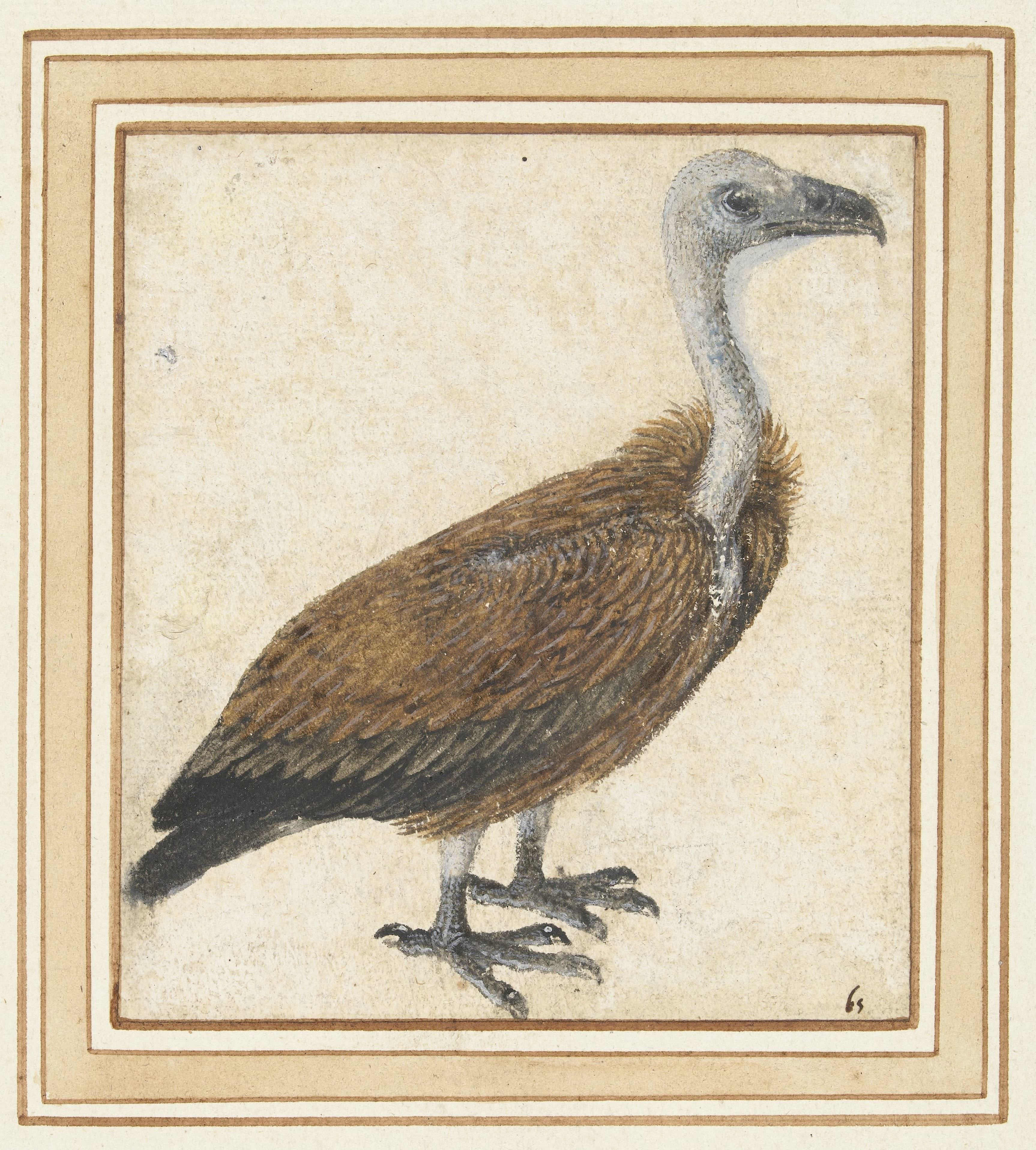 Jonge vale gier (Gyps fulvus)