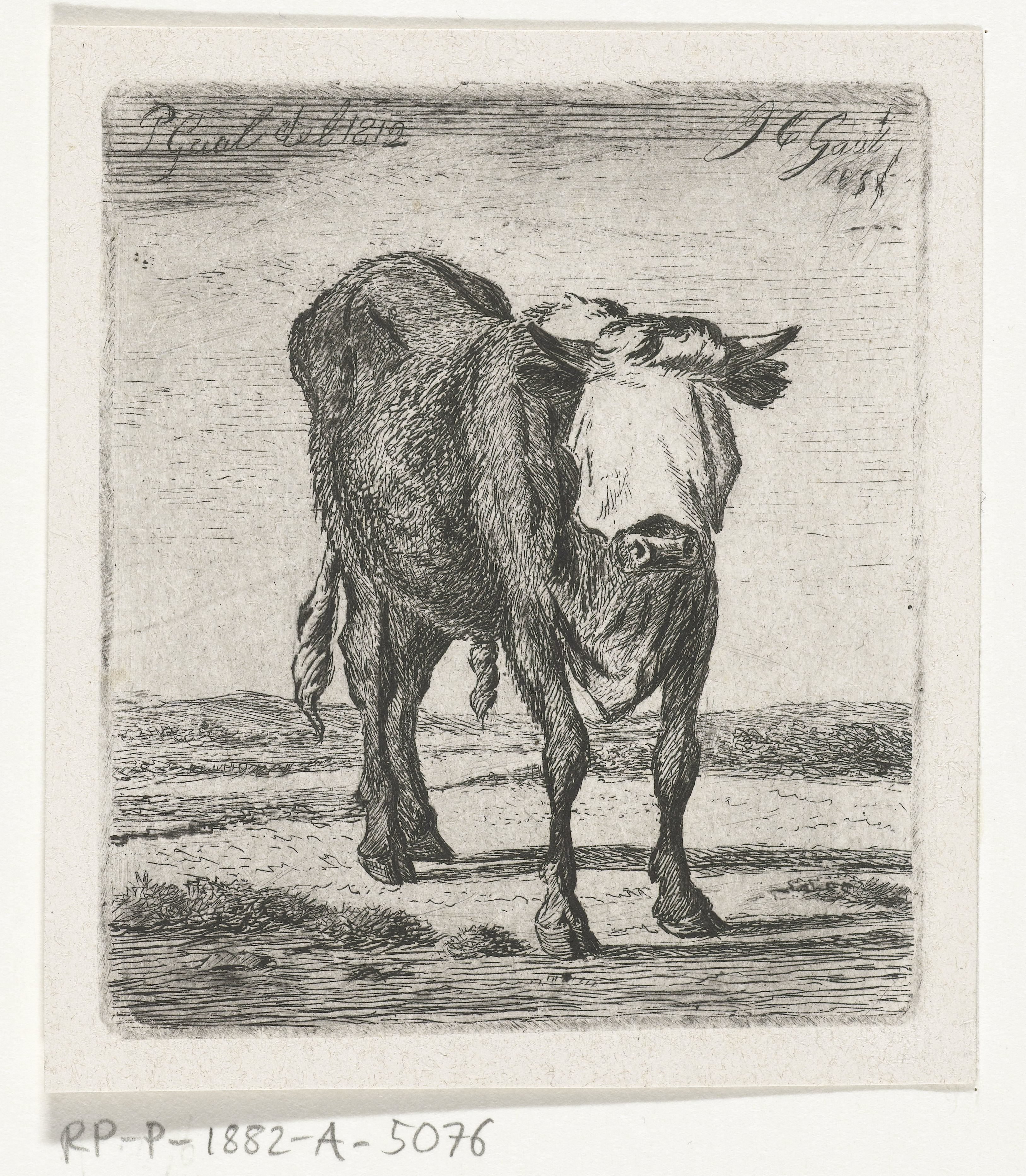 Geblinddoekte stier