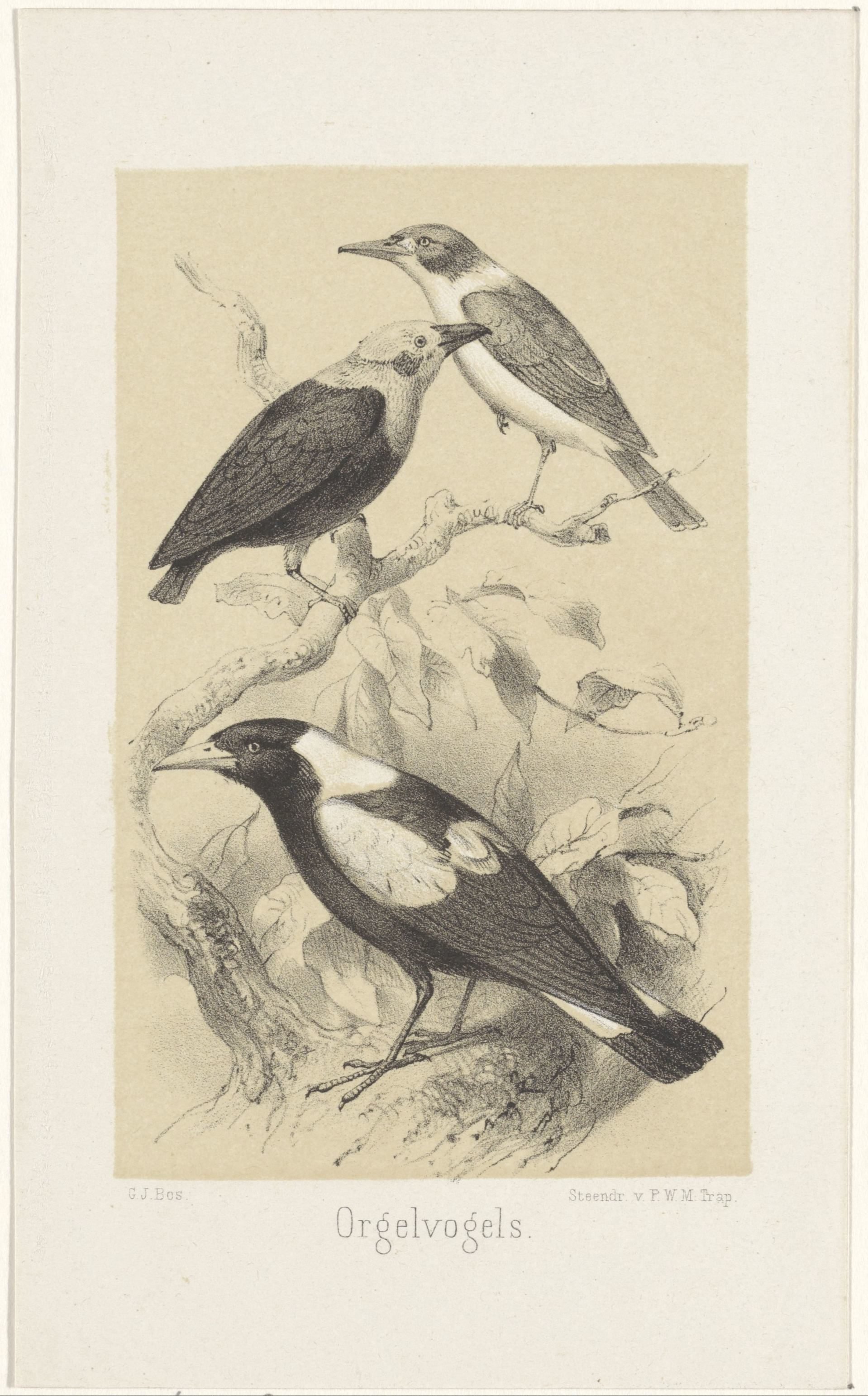 Drie vogels op een tak