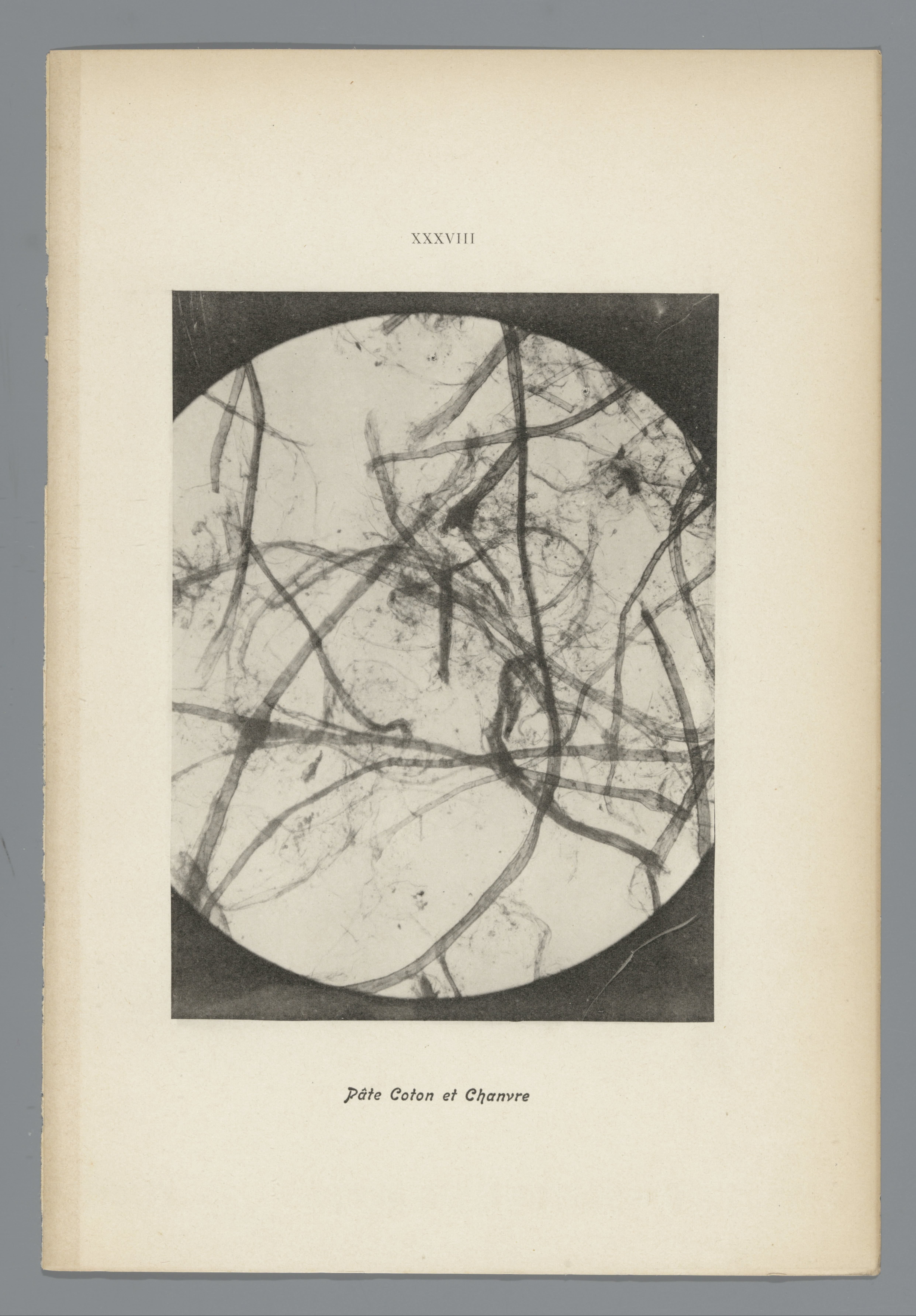 XXXVIII Pâte Coton et Chanvre
