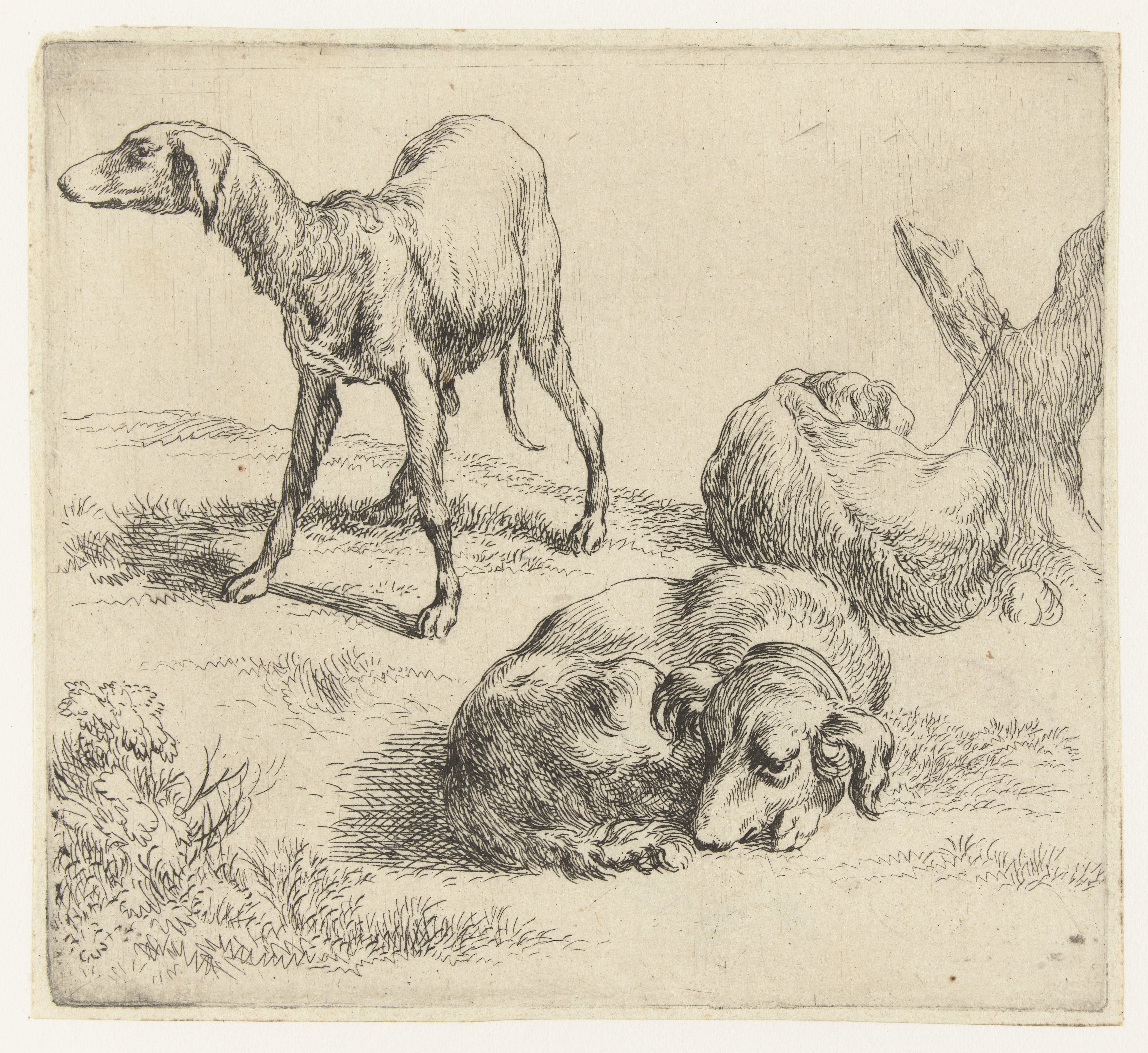 Drie honden
