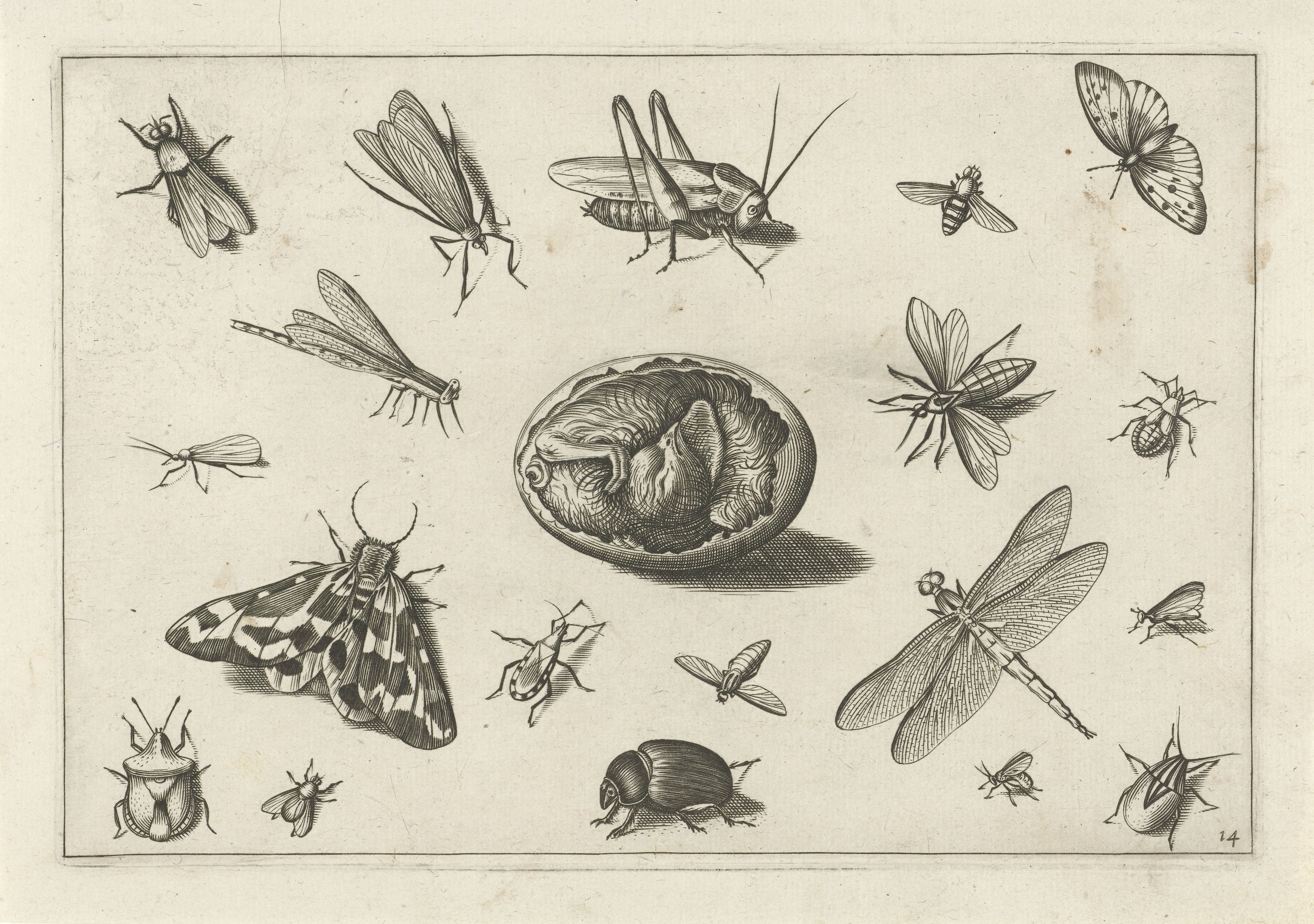 Insecten