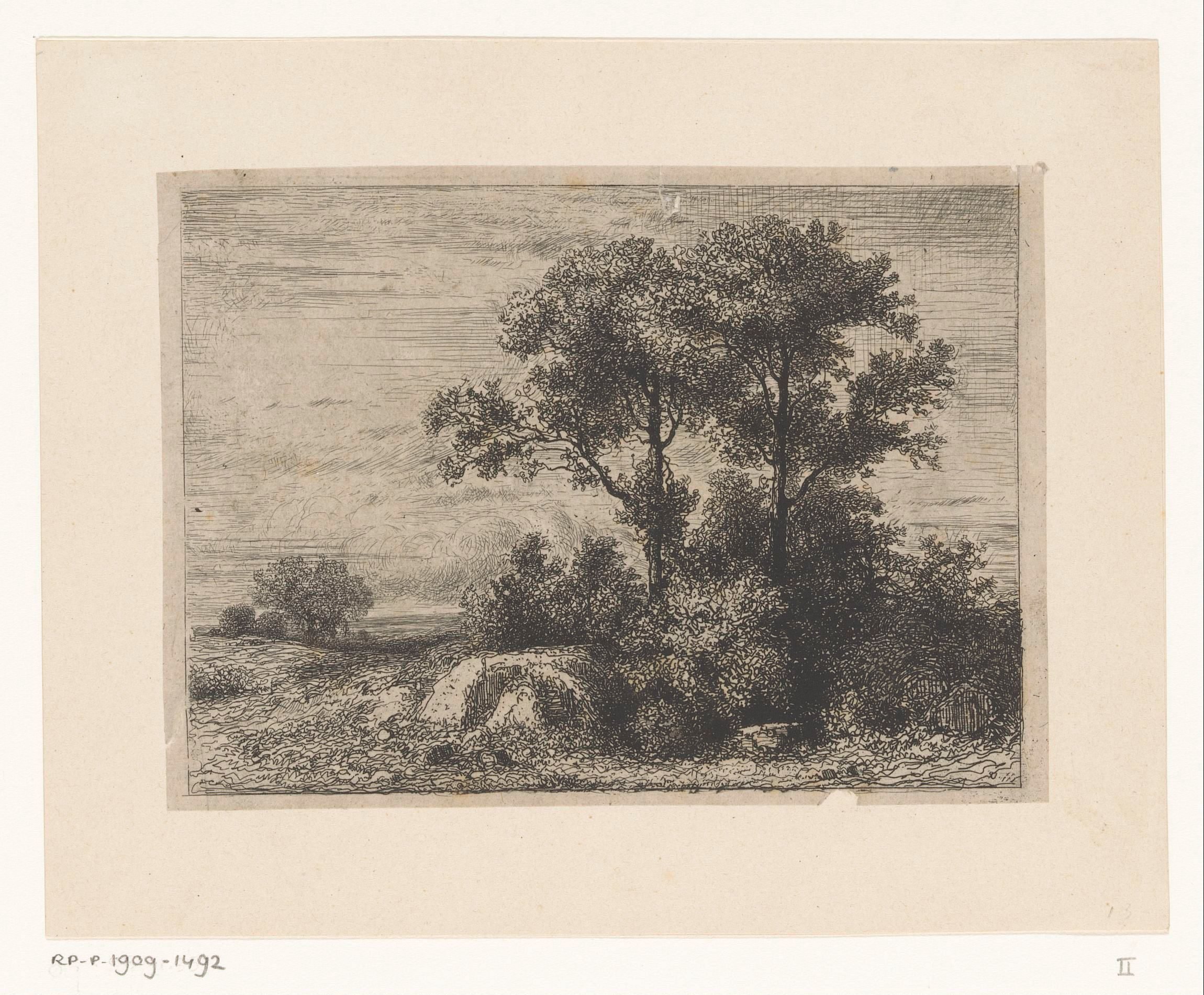 Twee bomen in het struikgewas