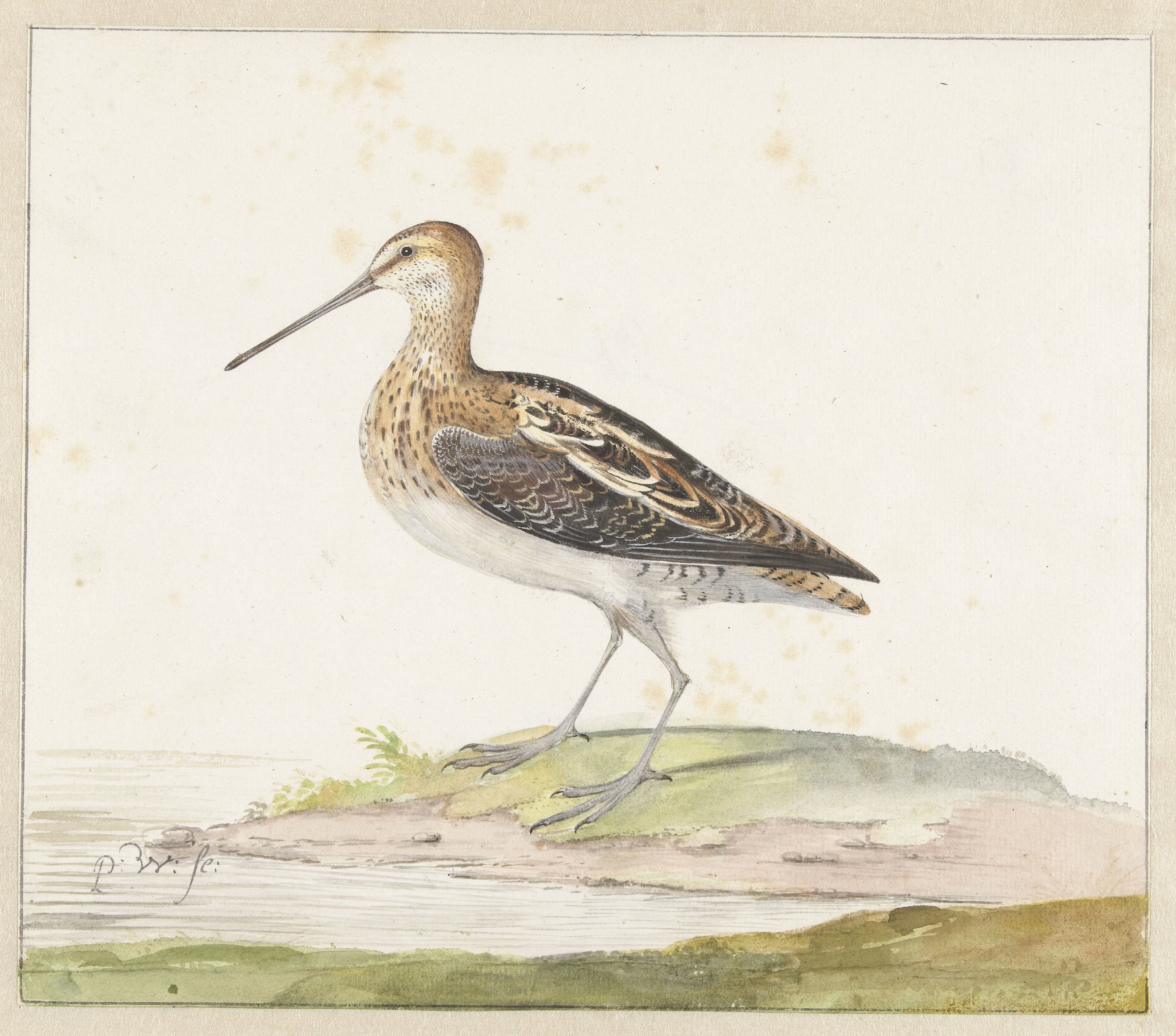 Common Snipe (Gallinago gallinago)